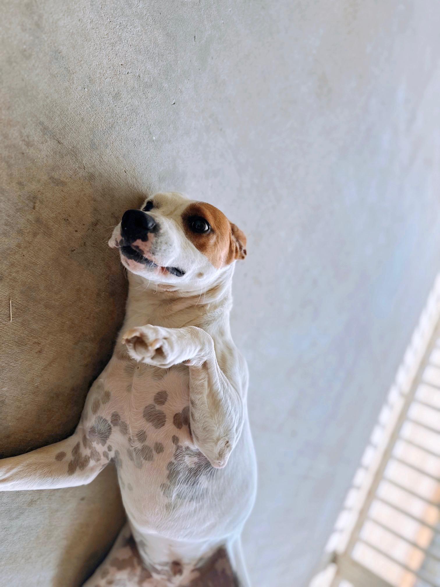 Enlarge George, a Adoptable mixed breed in Riverside , CA image 6/6