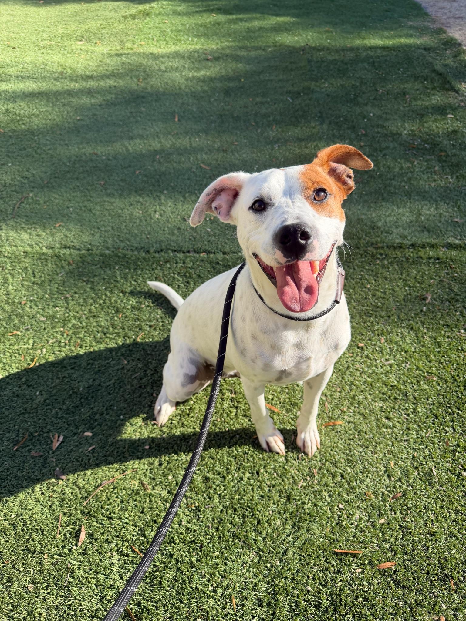 Enlarge George, a Adoptable mixed breed in Riverside , CA image 1/6