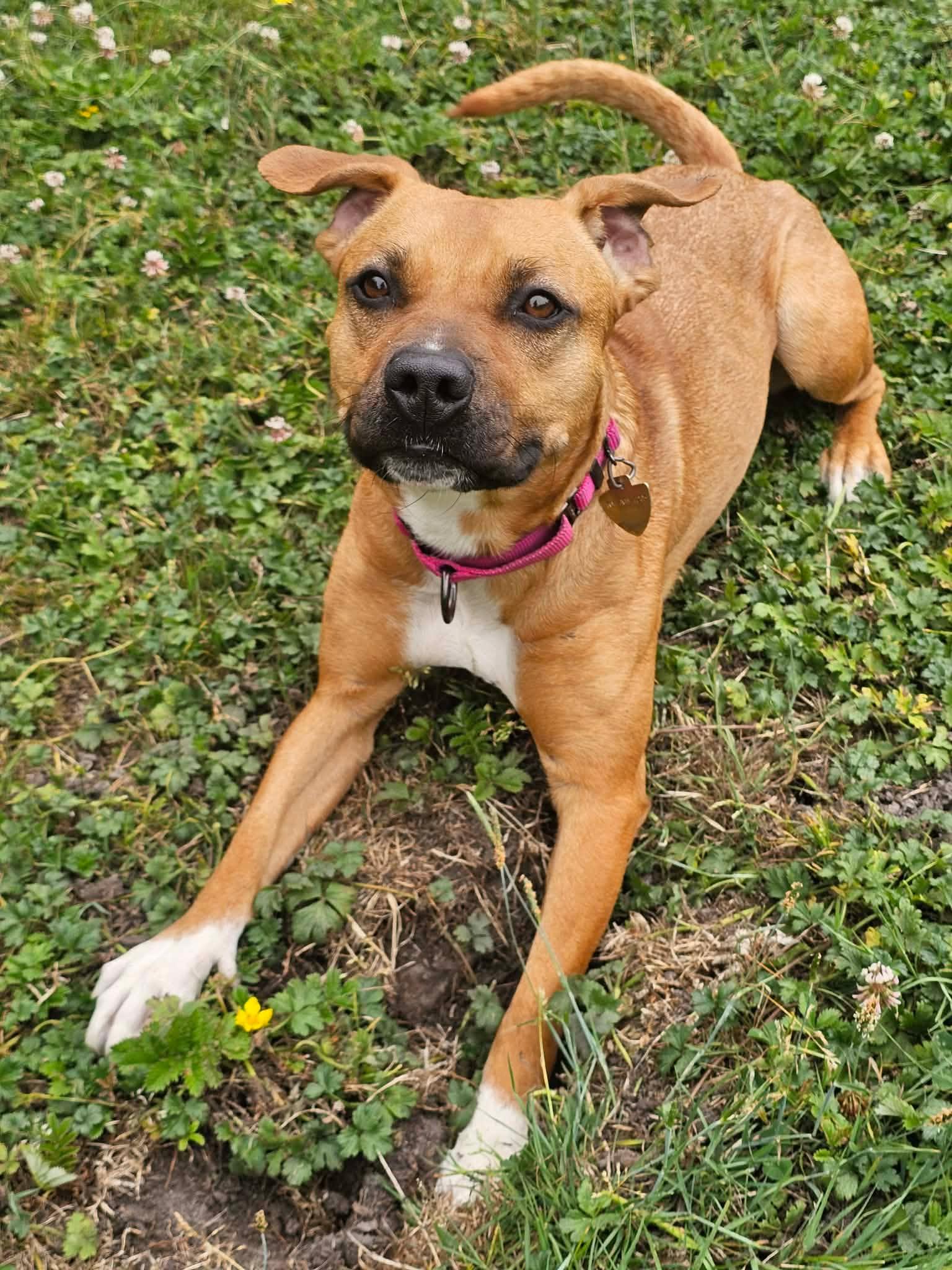 Enlarge Josie, an adopted mixed breed in Crescent city, CA image 3/6