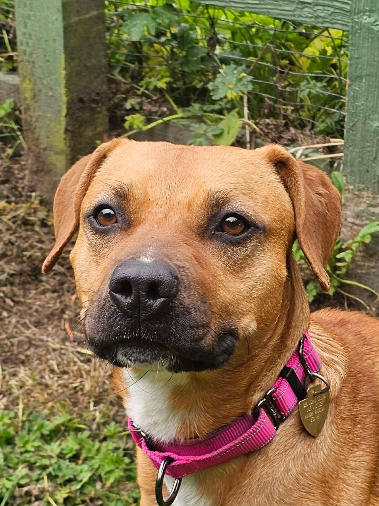 Enlarge Josie, an adopted mixed breed in Crescent city, CA image 4/6