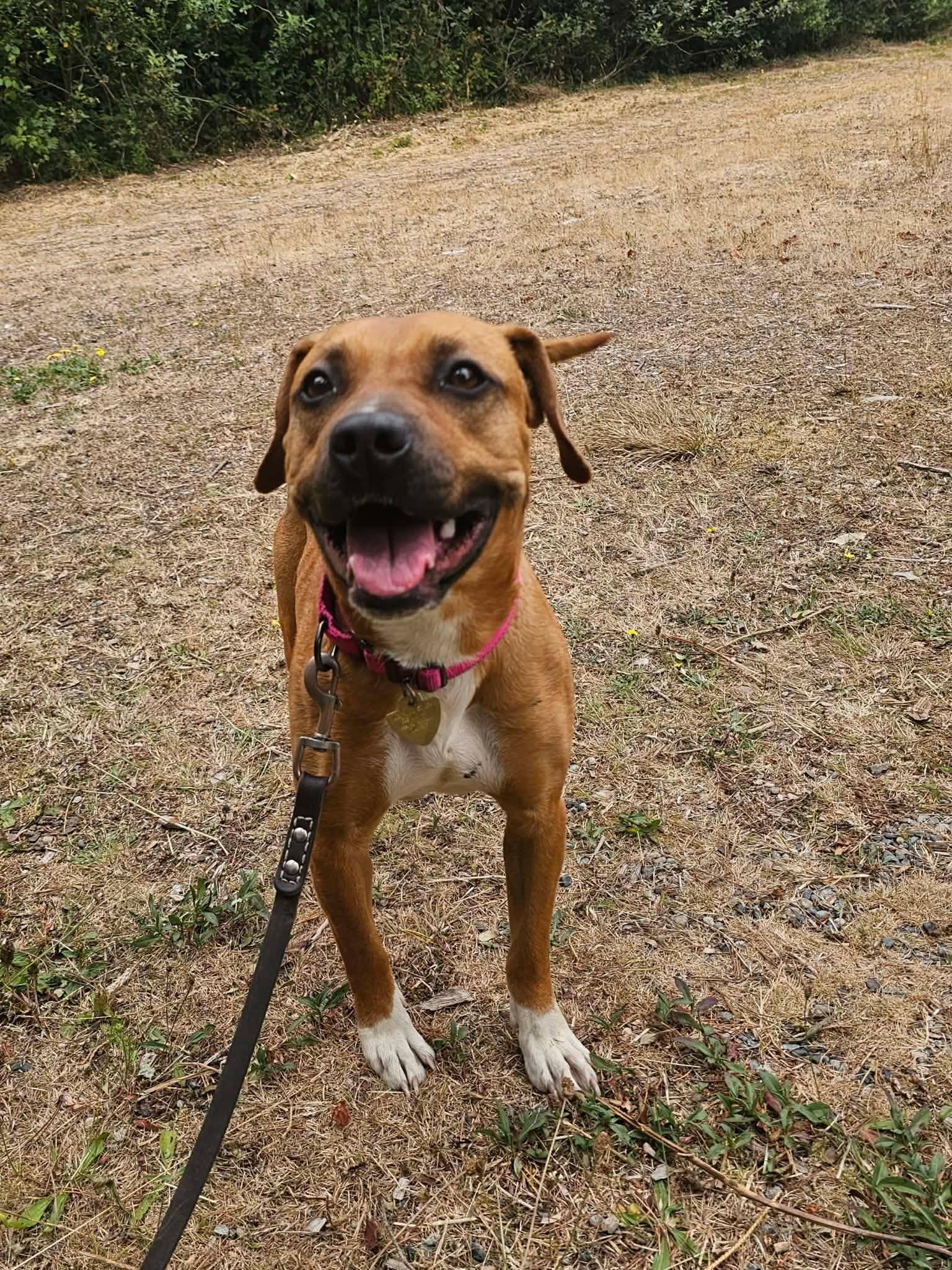 Enlarge Josie, an adopted mixed breed in Crescent city, CA image 6/6