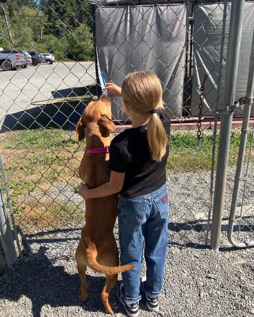 Enlarge Josie, an adopted mixed breed in Crescent city, CA image 5/6