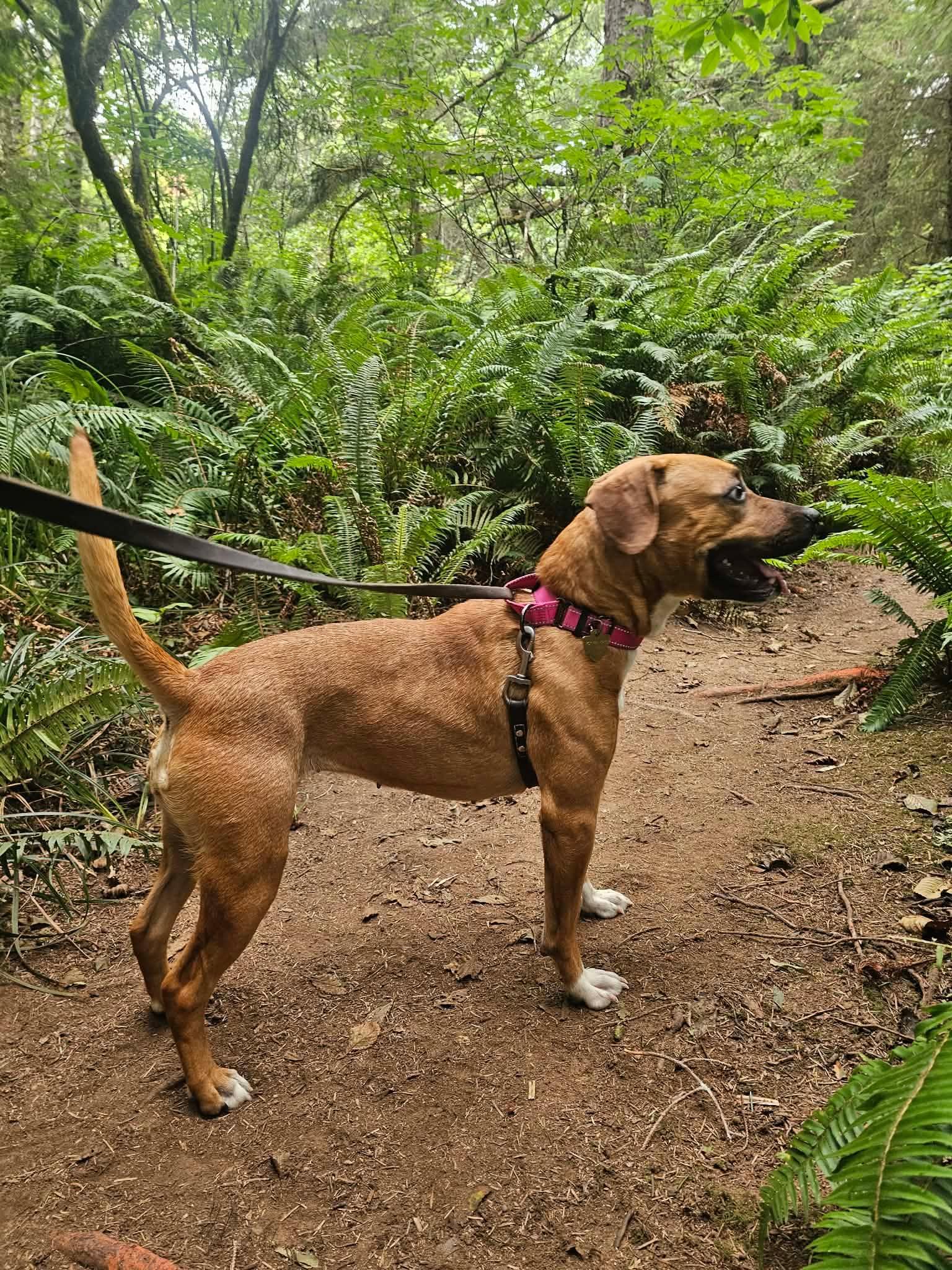 Enlarge Josie, an adopted mixed breed in Crescent city, CA image 2/6