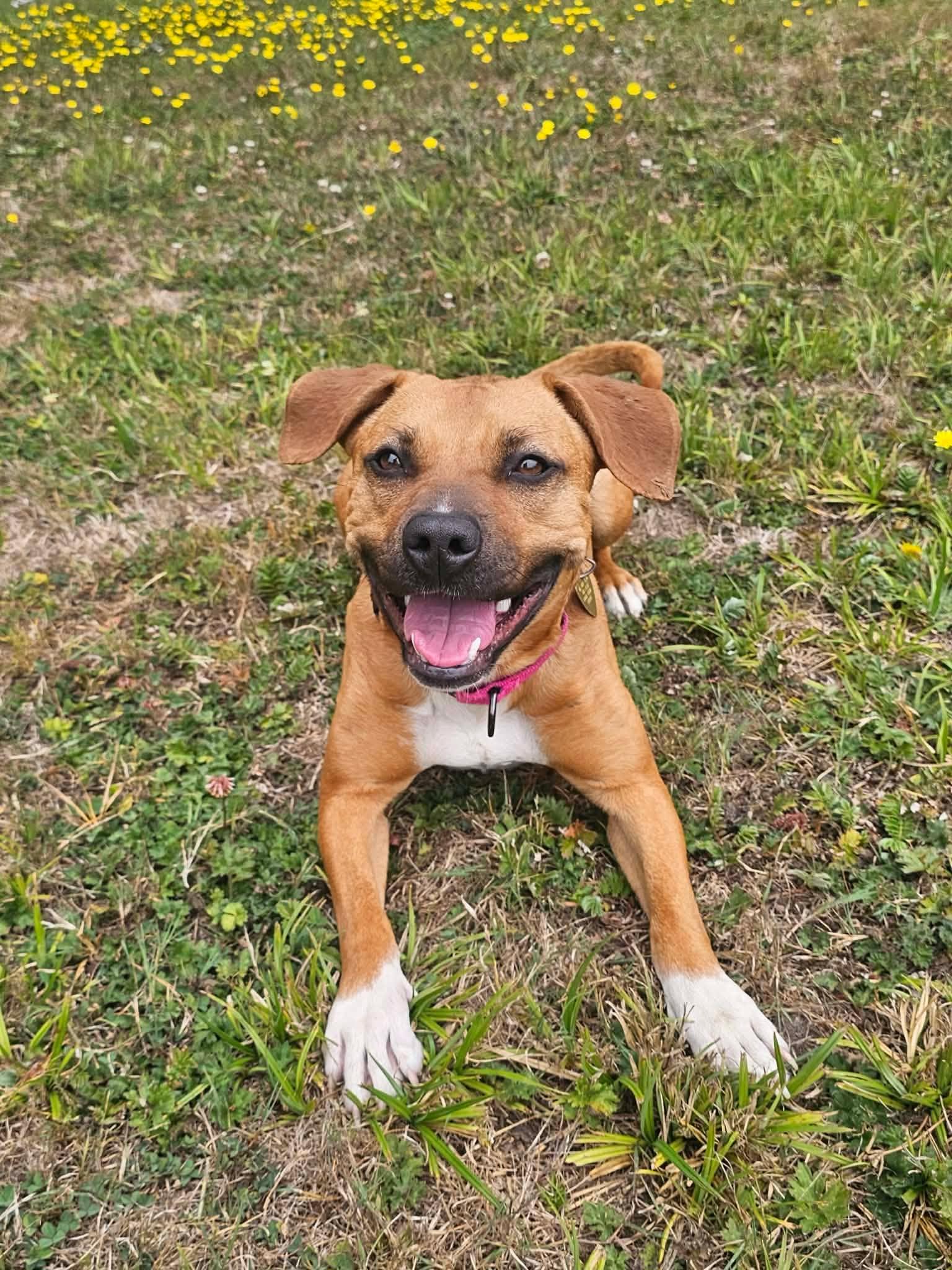 Enlarge Josie, an adopted mixed breed in Crescent city, CA image 1/6