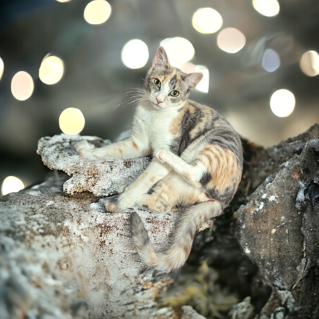 Maybelline , a Adopted mixed breed in Choctaw, OK image 1/5