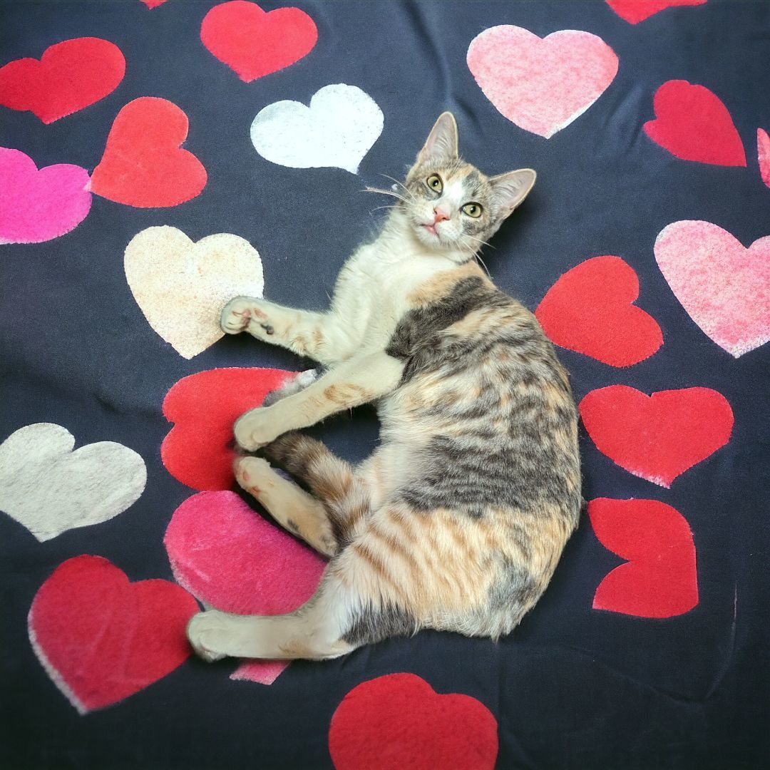 Maybelline , a Adopted mixed breed in Choctaw, OK image 2/5