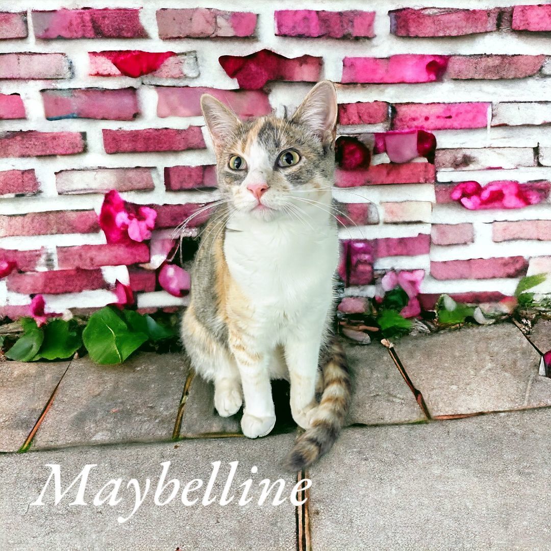 Maybelline , a Adopted mixed breed in Choctaw, OK image 3/5