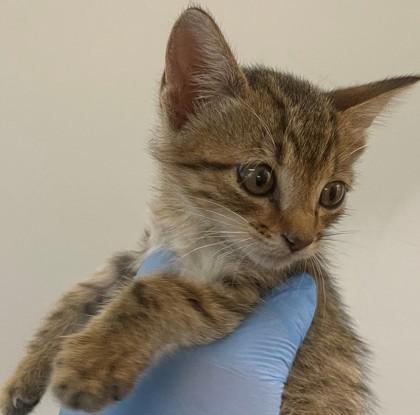 Tootles, Adoptable, Adult Male Domestic Short Hair & Domestic Short Hair.