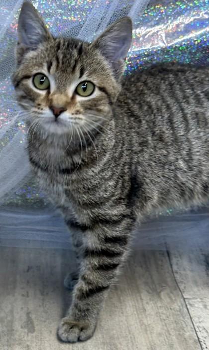 Enlarge Tootles, a Adoptable mixed breed in Shreveport, LA image 2/2