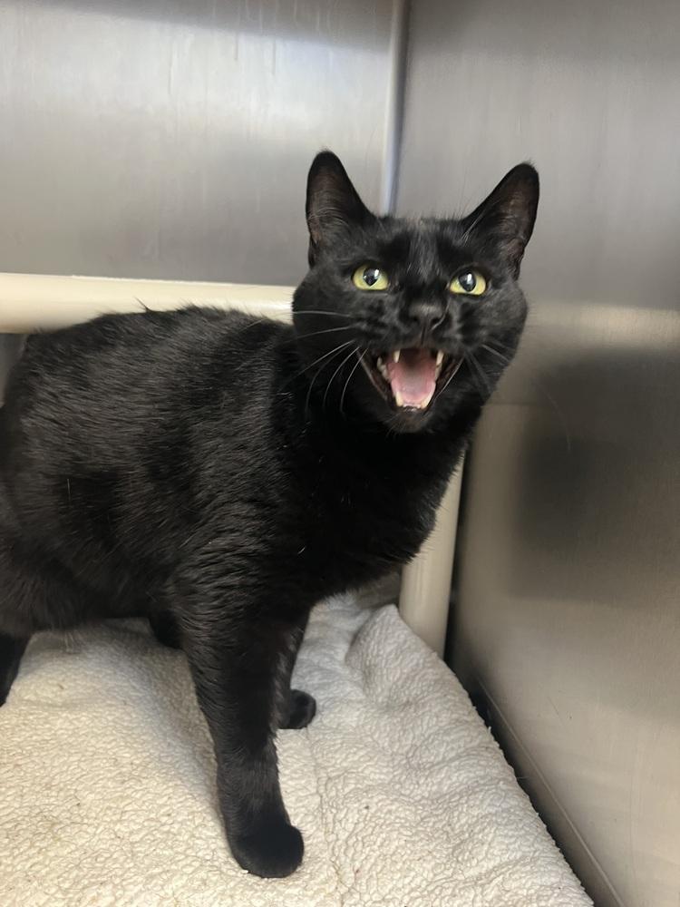 Black Widow, a Adoptable Domestic Short Hair in Oakdale, CA image 1/2
