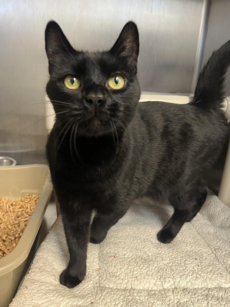 Black Widow, a Adoptable Domestic Short Hair in Oakdale, CA image 2/2