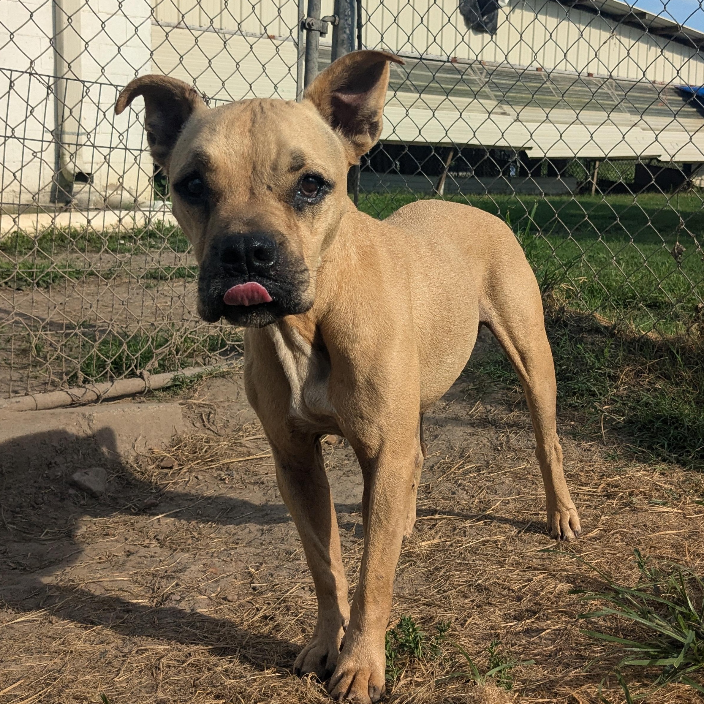 Enlarge Bruno, an adopted mixed breed in Newport, AR image 1/4
