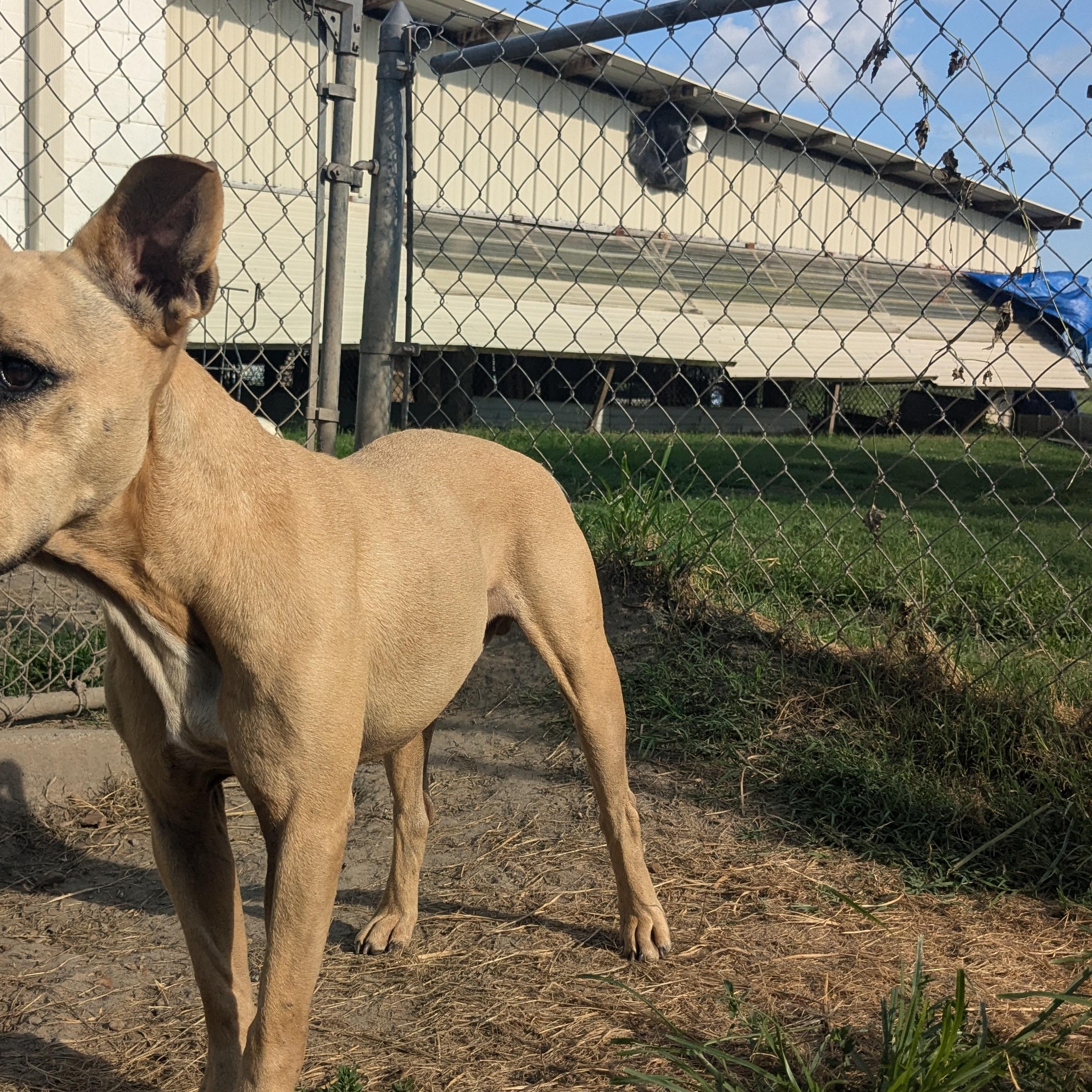 Enlarge Bruno, an adopted mixed breed in Newport, AR image 2/4