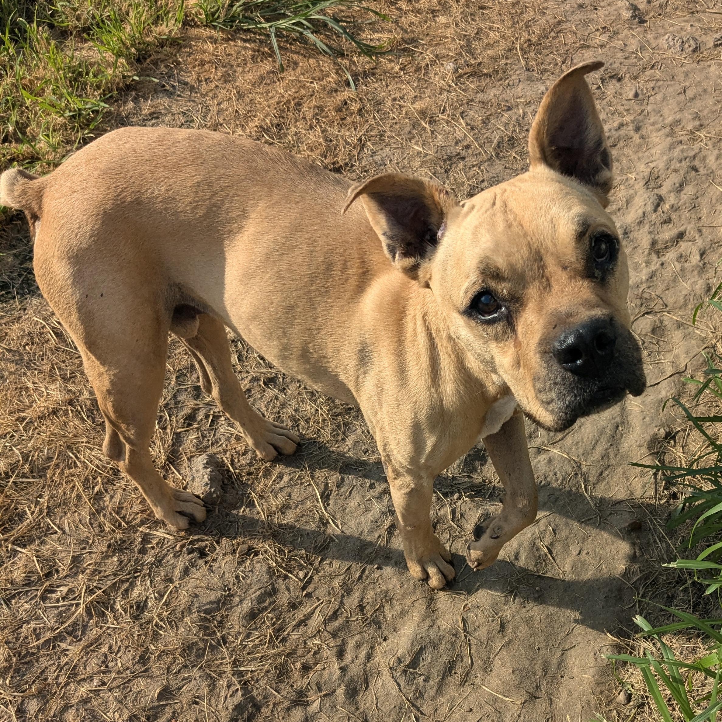 Enlarge Bruno, an adopted mixed breed in Newport, AR image 3/4