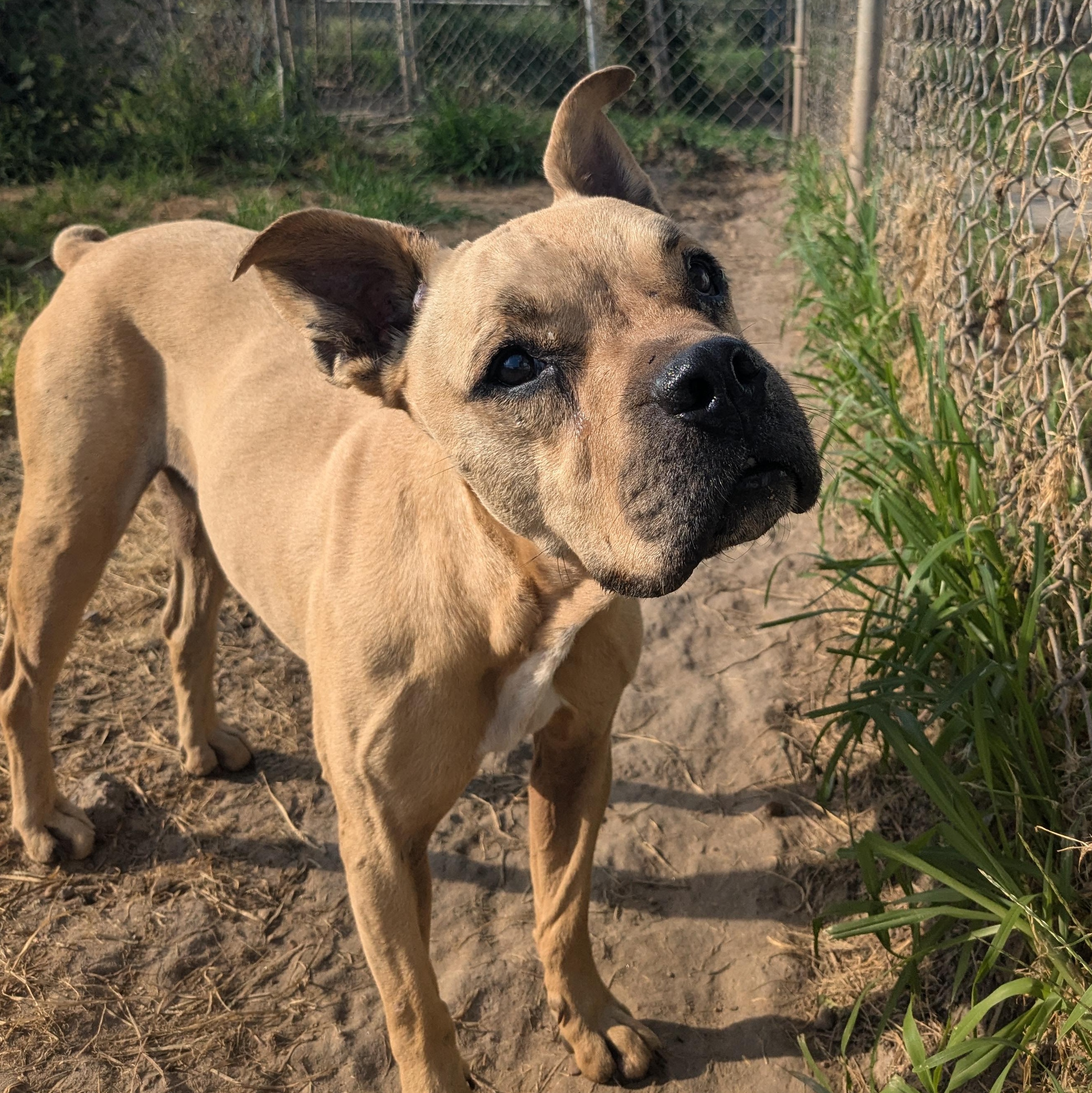 Enlarge Bruno, an adopted mixed breed in Newport, AR image 4/4
