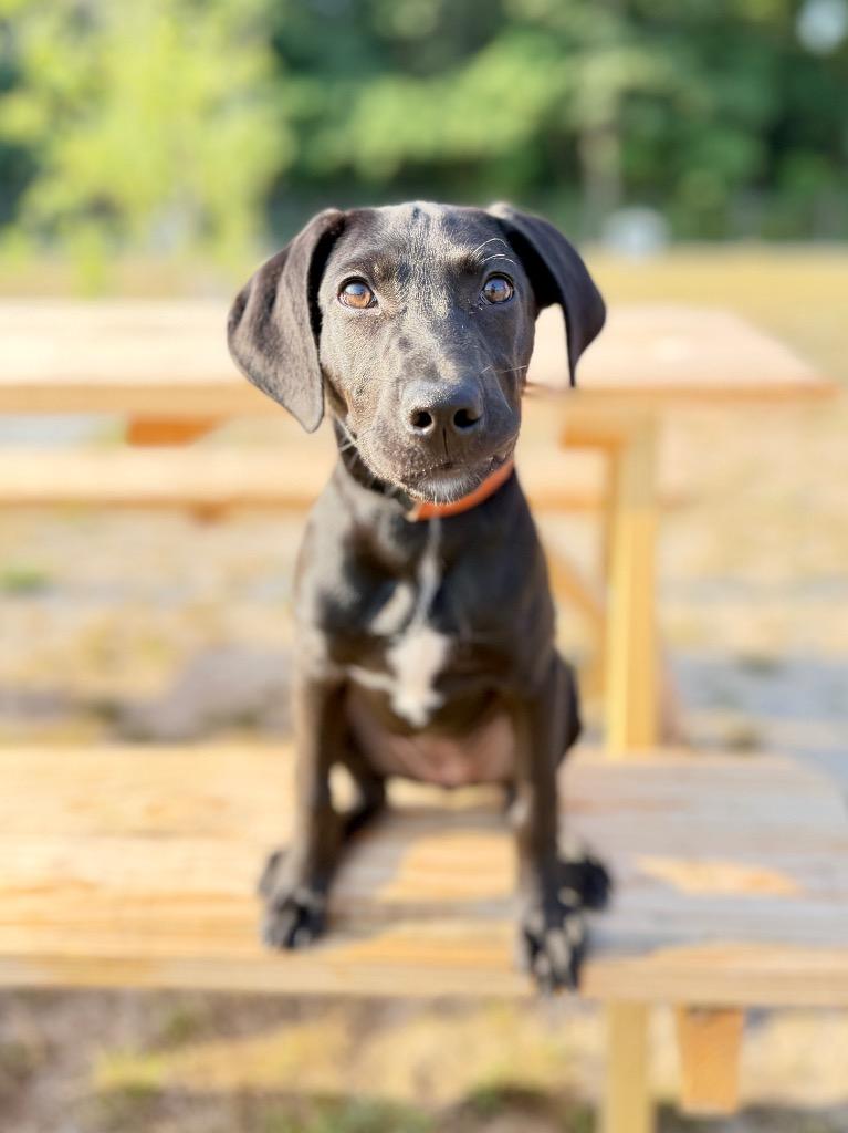 Minzey, Adoptable, Puppy Female Labrador Retriever.