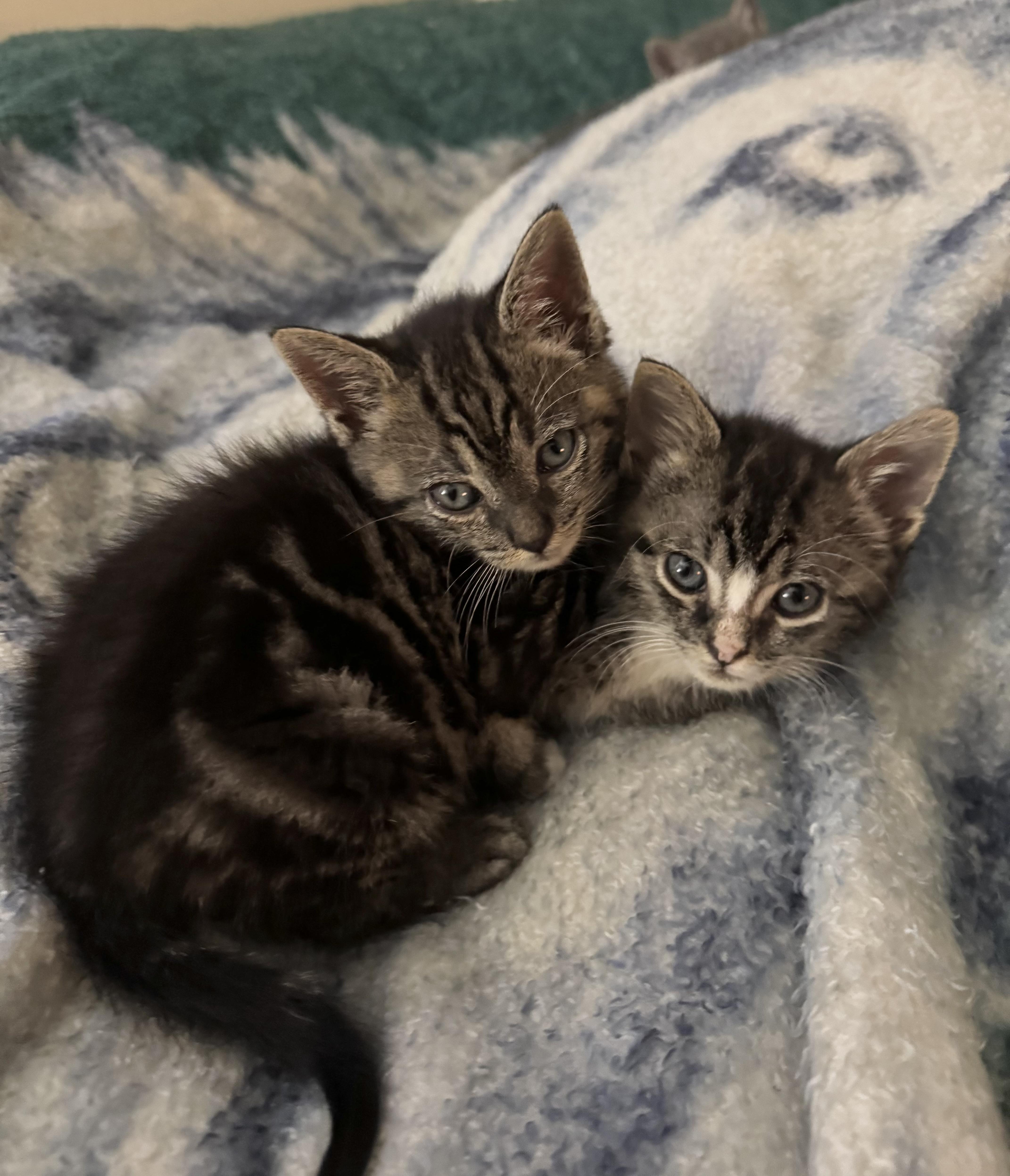 Enlarge Thumper, a Adopted Domestic Short Hair in Greenville, SC image 4/5