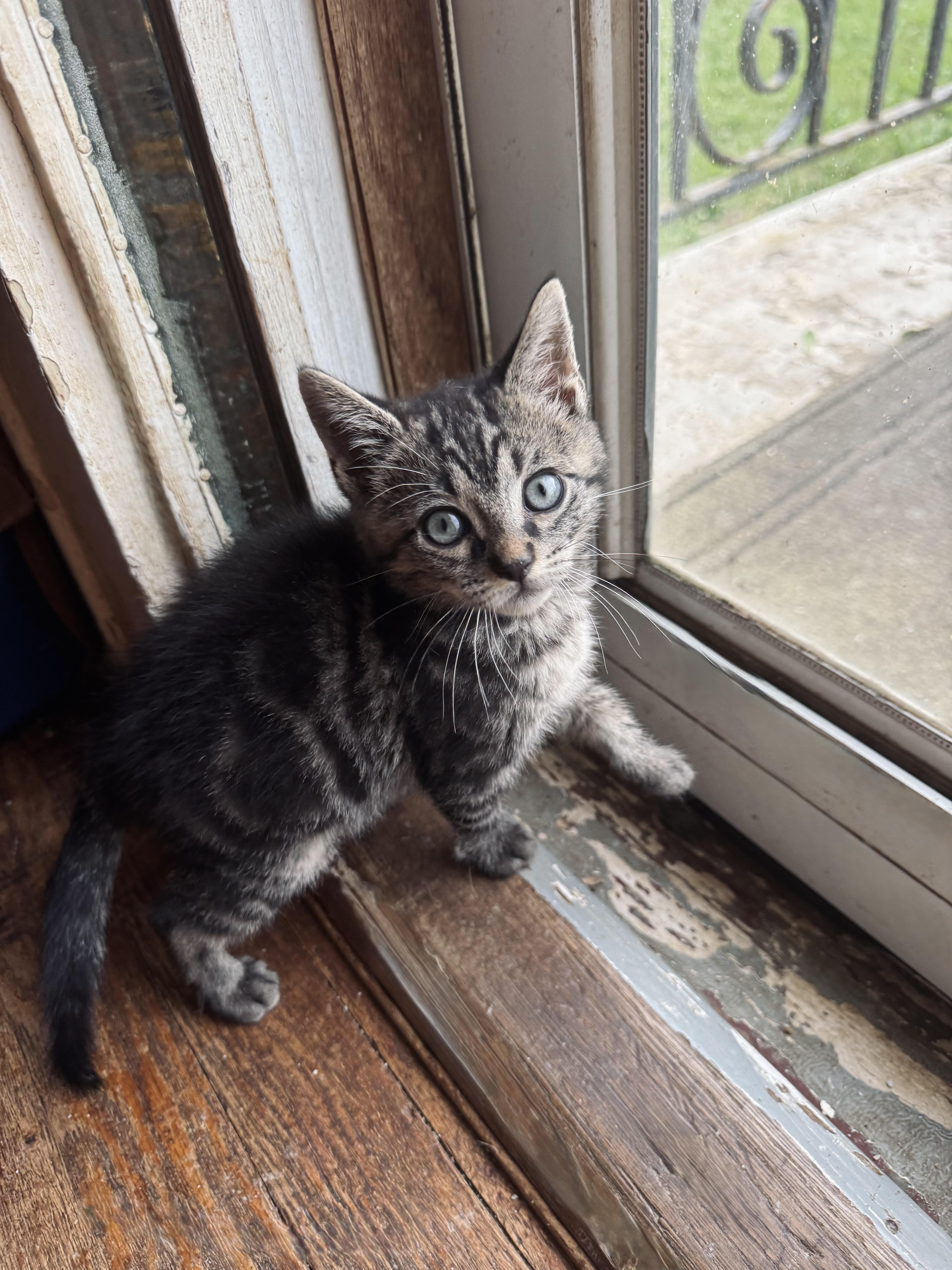 Enlarge Thumper, a Adopted Domestic Short Hair in Greenville, SC image 2/5