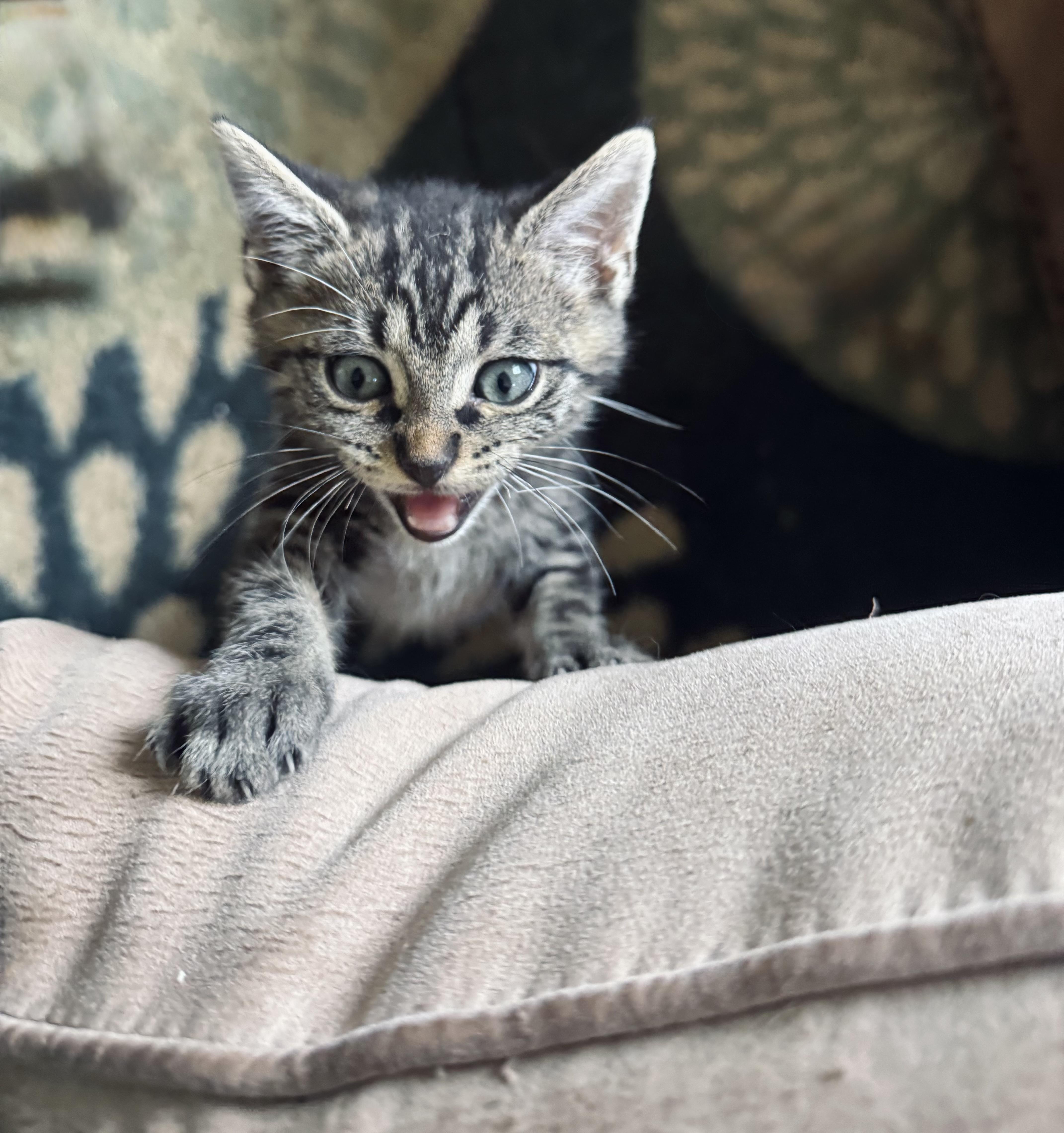 Enlarge Thumper, a Adopted Domestic Short Hair in Greenville, SC image 3/5