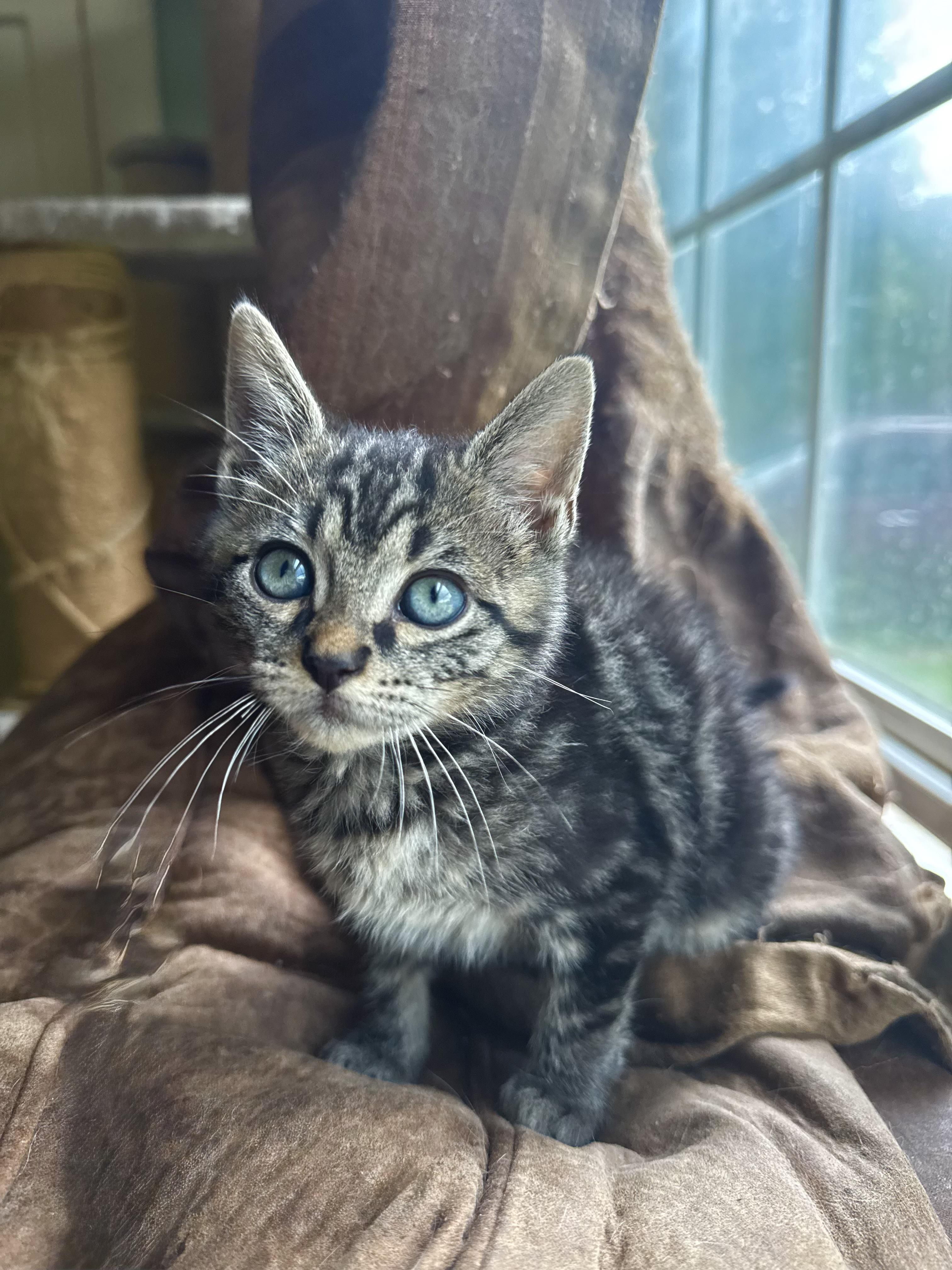 Thumper, Adopted, Kitten Male Domestic Short Hair.