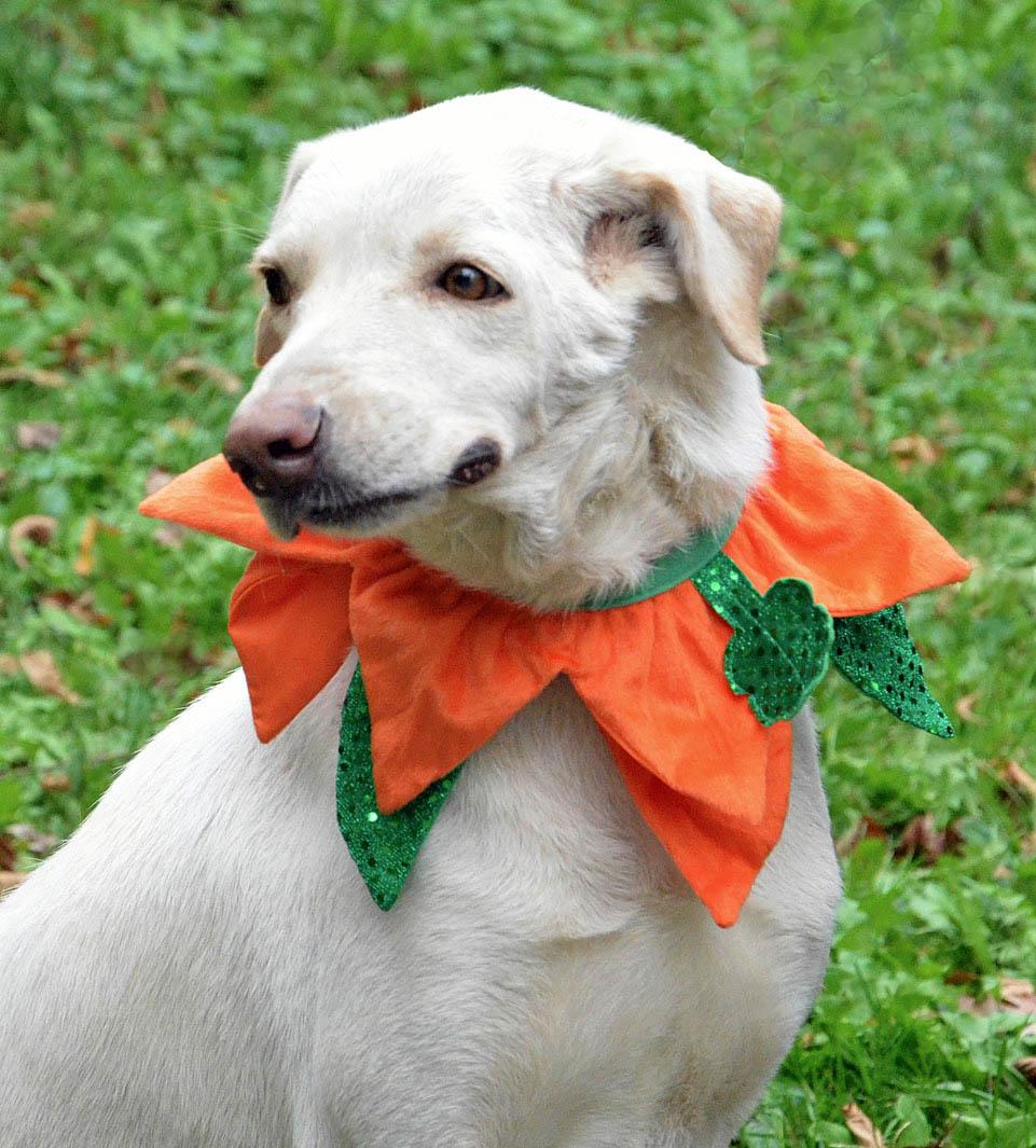 Bolt, Adoptable, Adult Male Labrador Retriever.