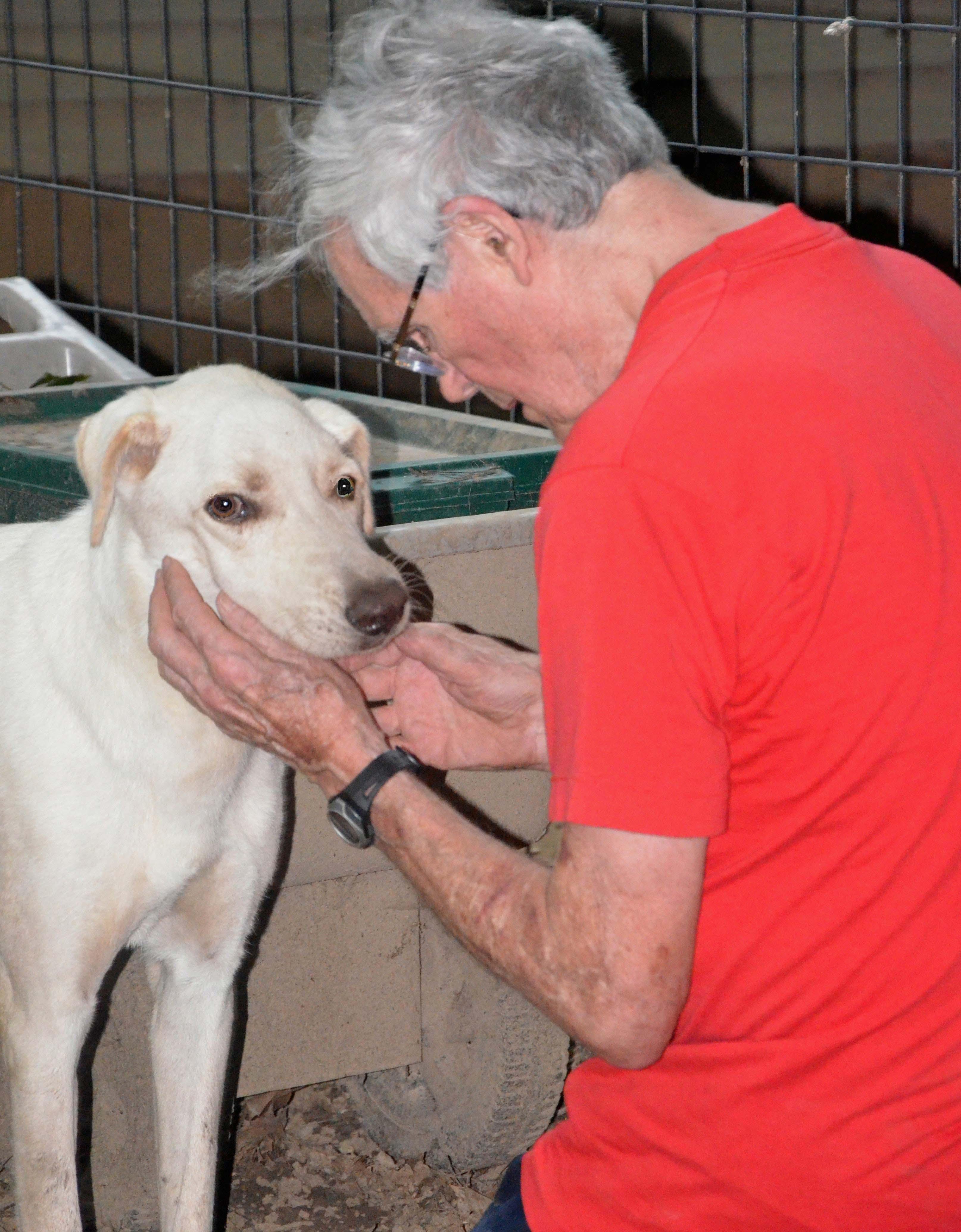 Bolt, a Adoptable mixed breed in Columbus, WI image 3/4