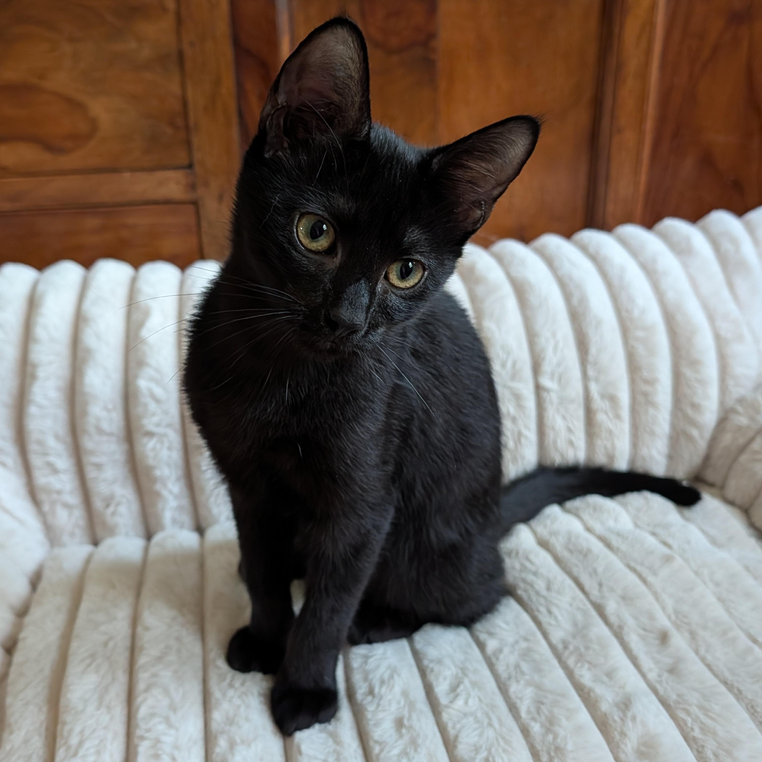 Enlarge Ashlyn, a Adoptable Domestic Short Hair in Beaufort, SC image 3/5