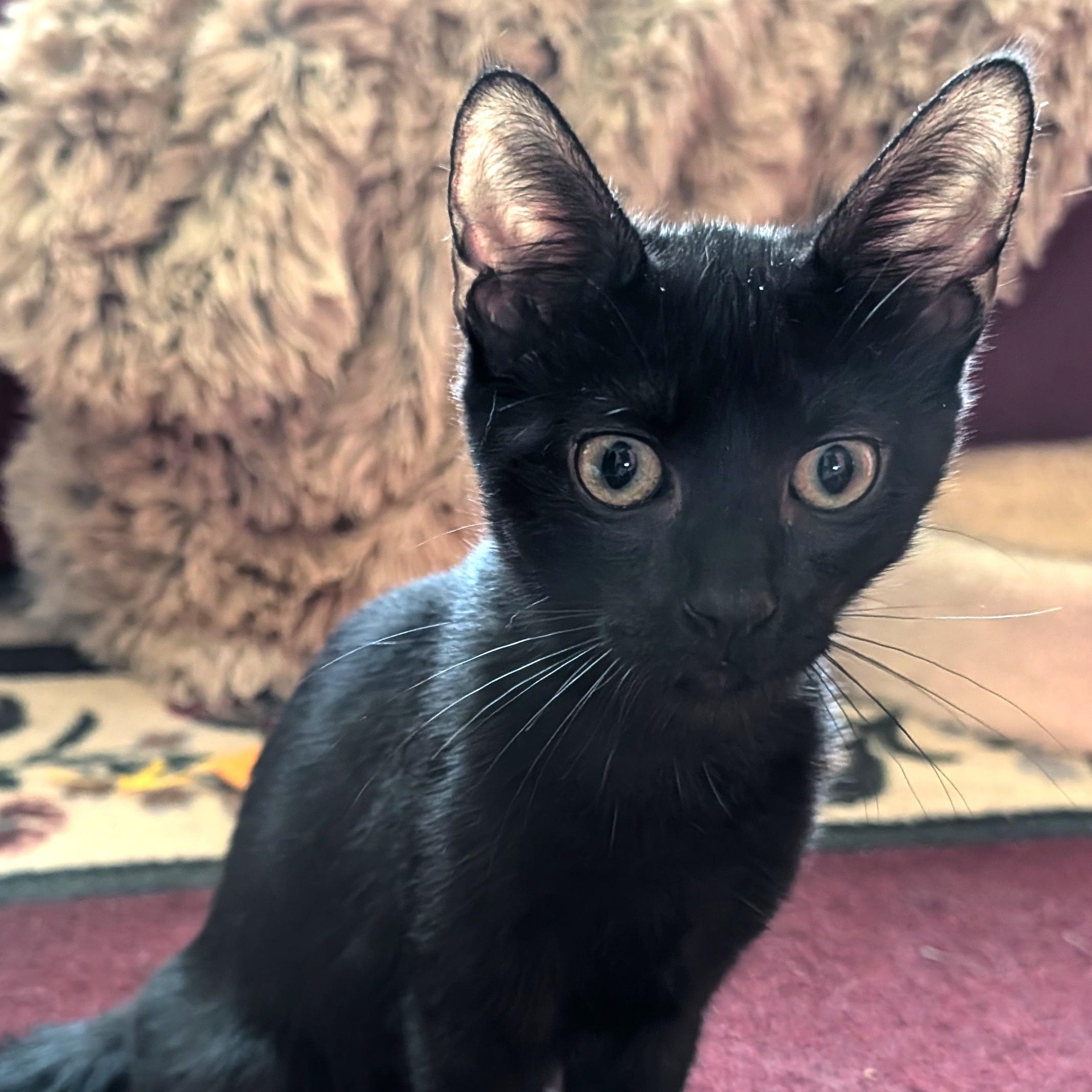 Ashlyn, Adoptable, Kitten Female Domestic Short Hair.
