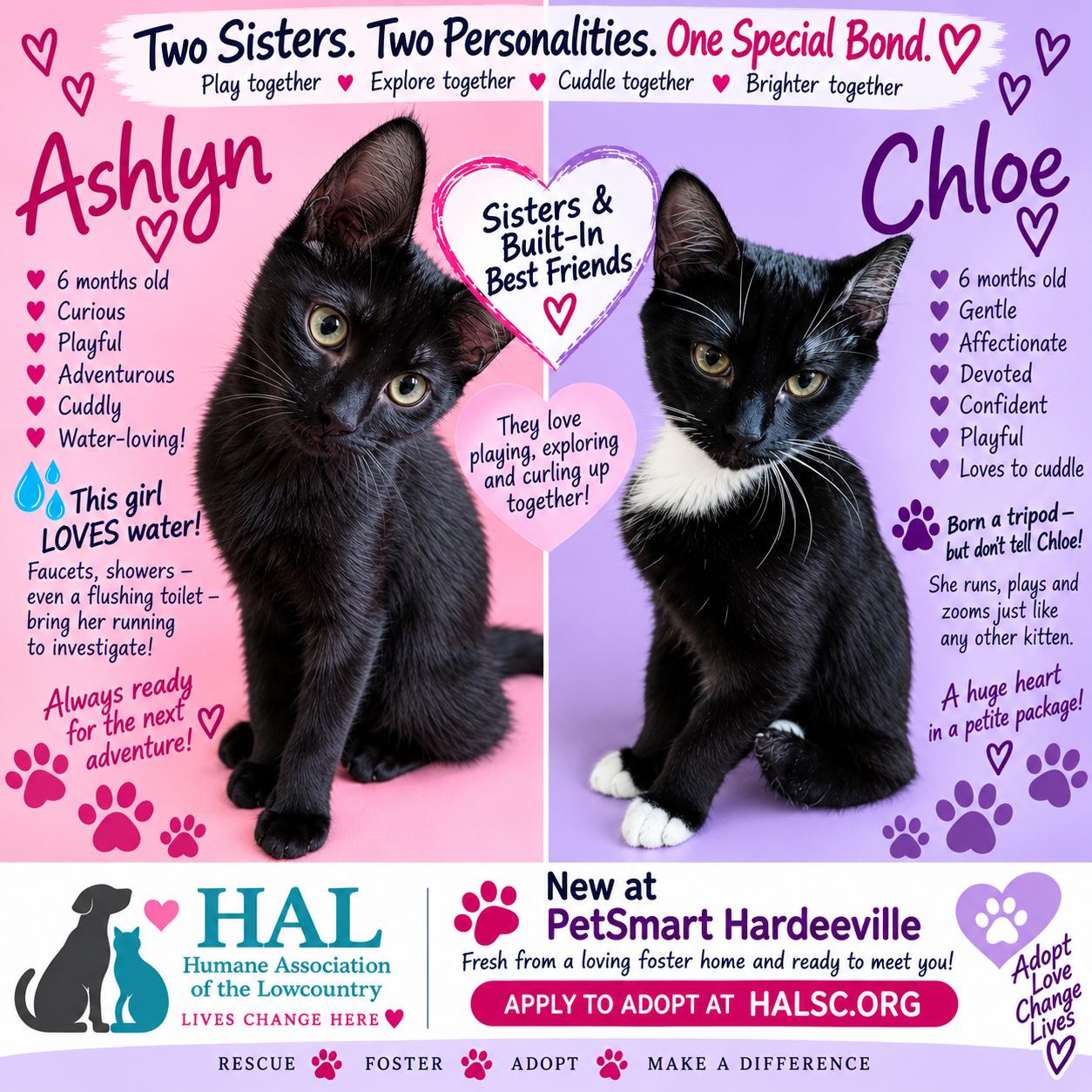 Enlarge Ashlyn, a Adoptable Domestic Short Hair in Beaufort, SC image 2/5