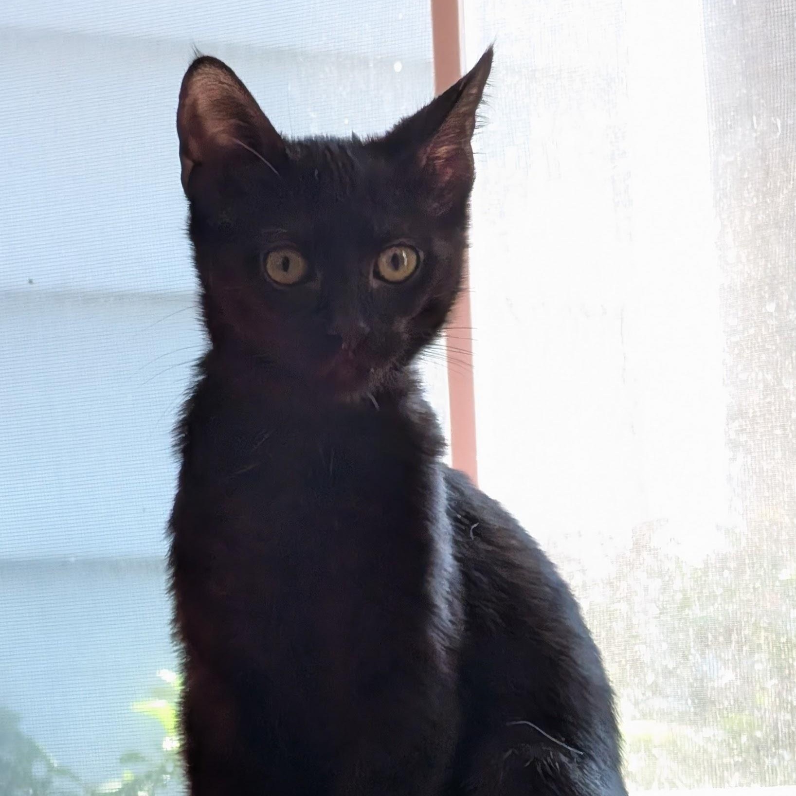 Enlarge Ashlyn, a Adoptable Domestic Short Hair in Beaufort, SC image 5/5