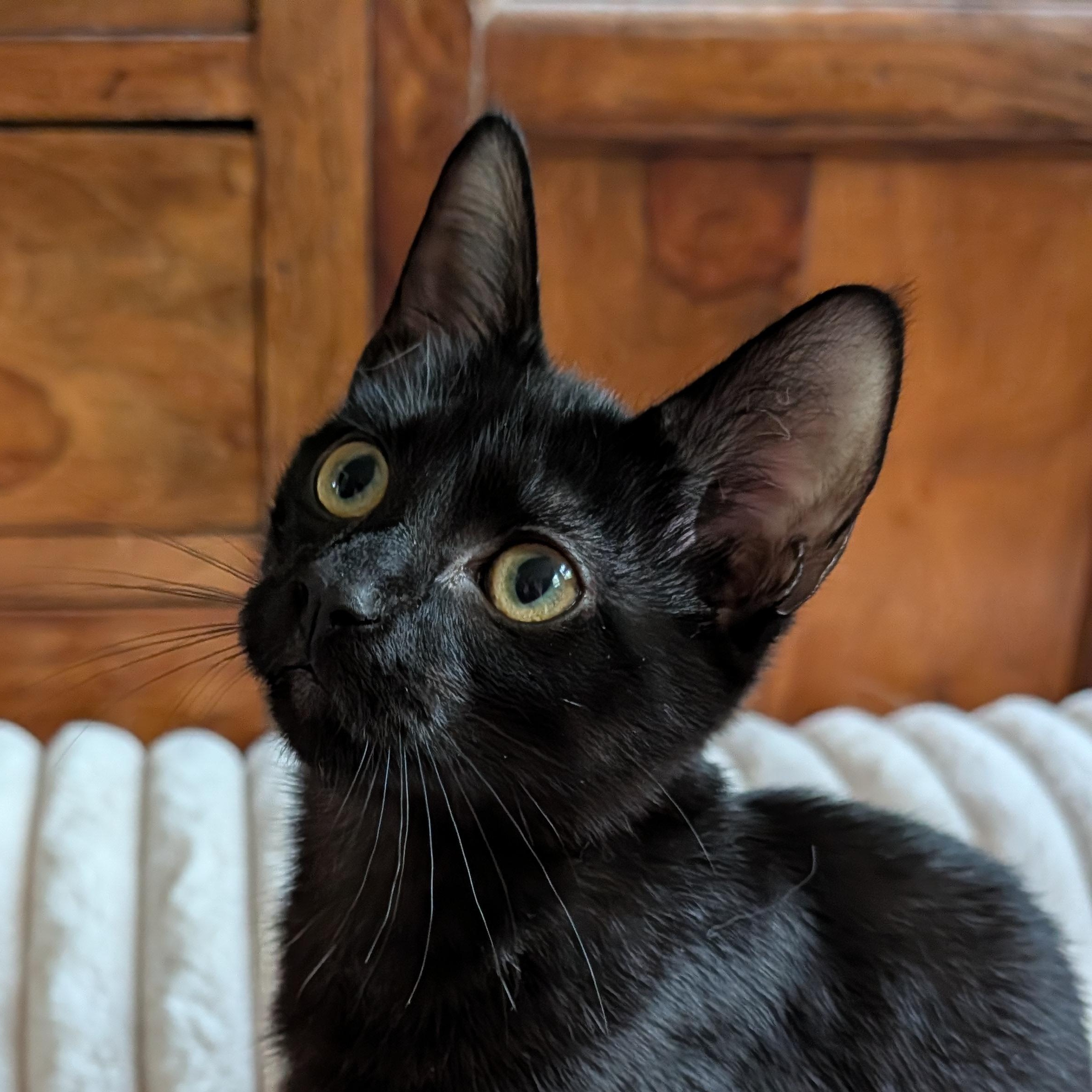 Enlarge Ashlyn, a Adoptable Domestic Short Hair in Beaufort, SC image 4/5