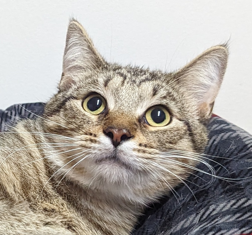 Fig, Adoptable, Young Male Domestic Short Hair.