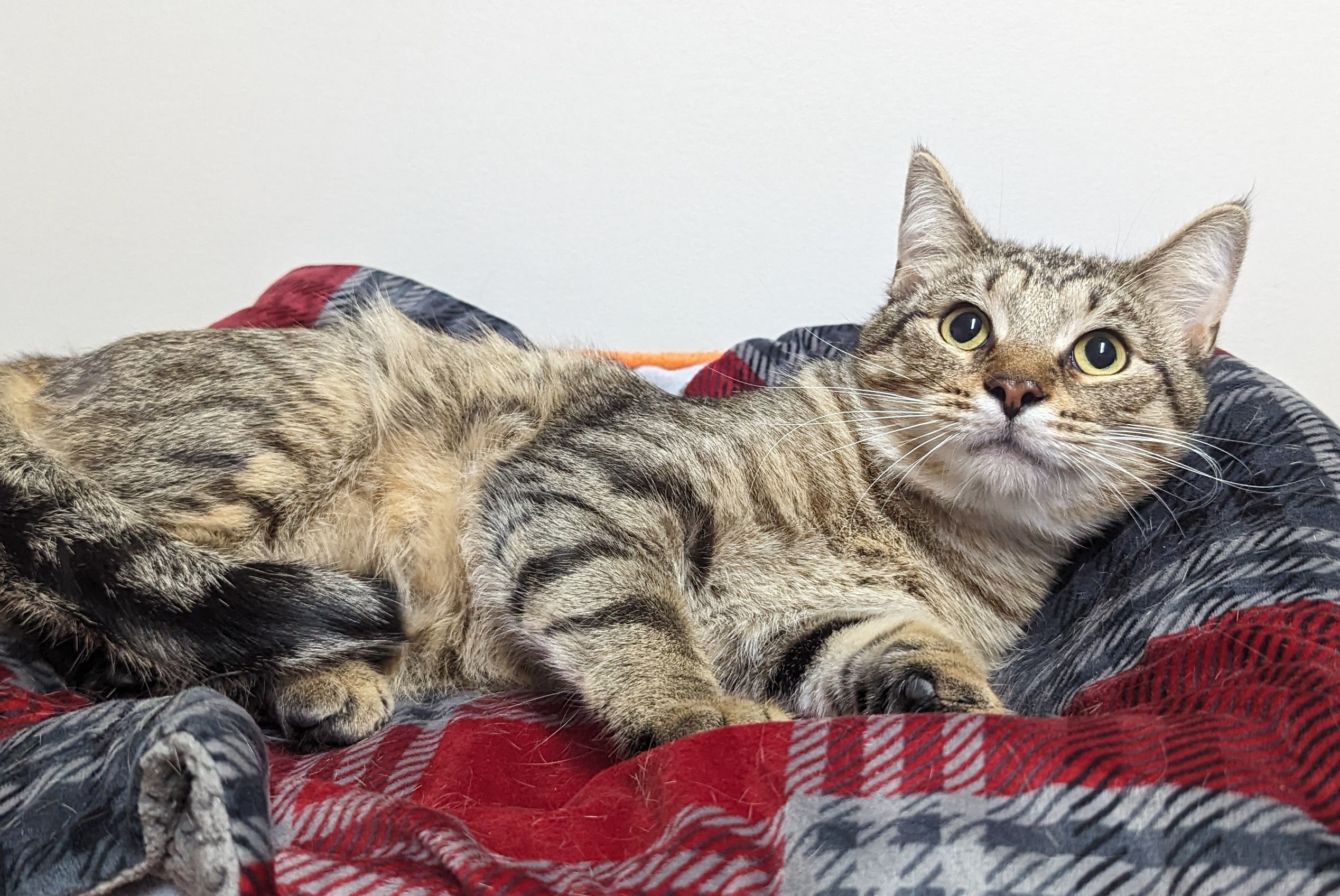 Enlarge Fig, a Adoptable Domestic Short Hair in Monroe, MI image 2/2