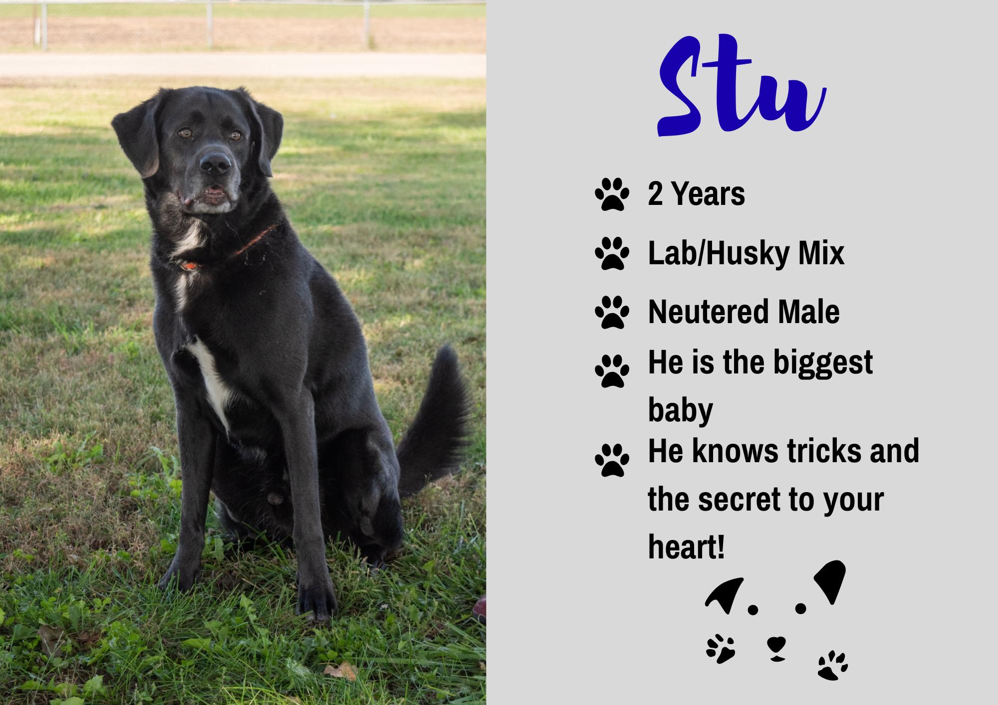 Stu, Adoptable, Adult Male Black Labrador Retriever & Husky.