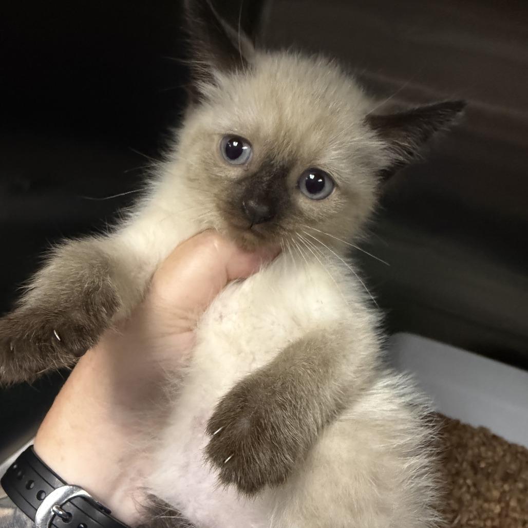 Kenickie, Adoptable, Kitten Male Domestic Short Hair.