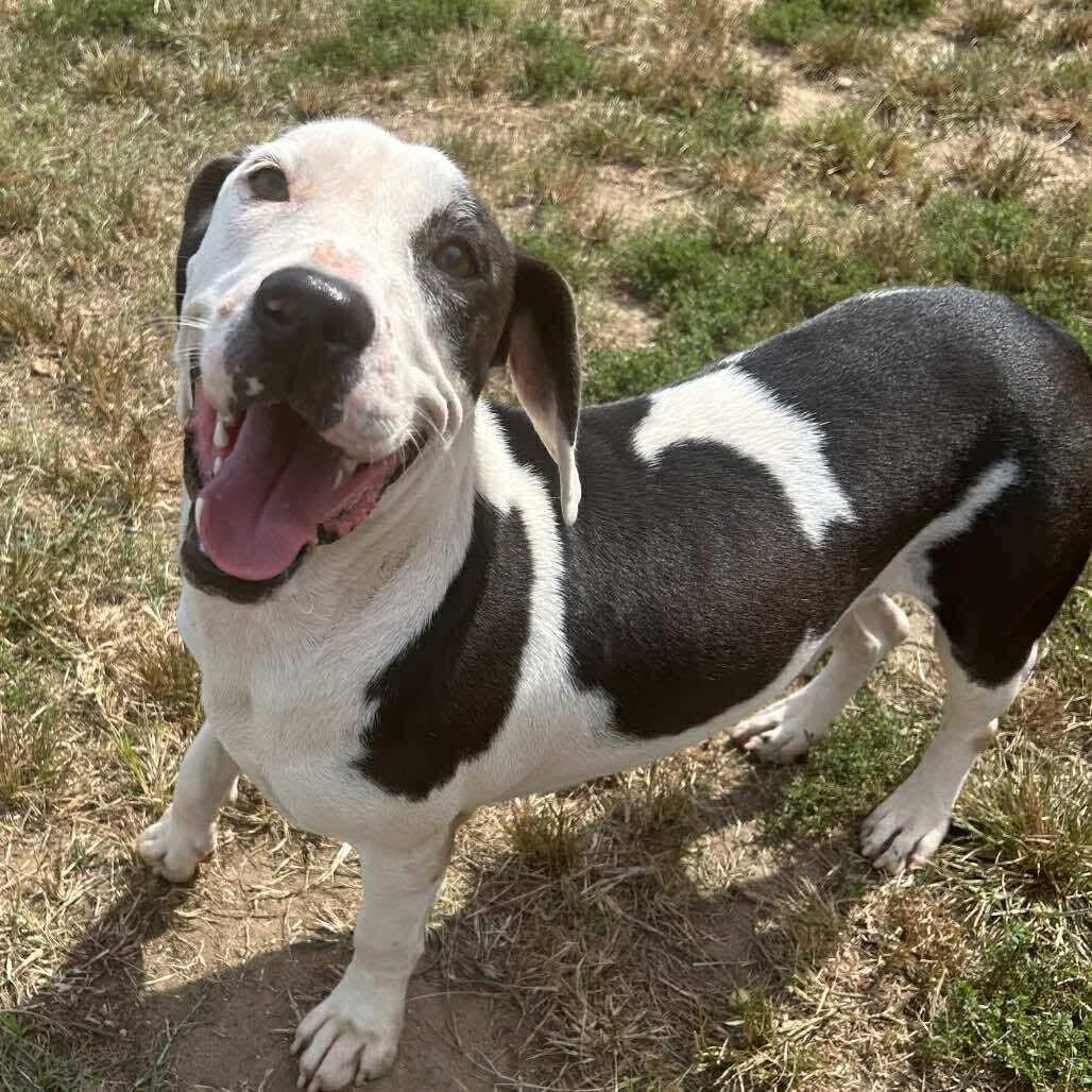 Foster Me! BRUISER