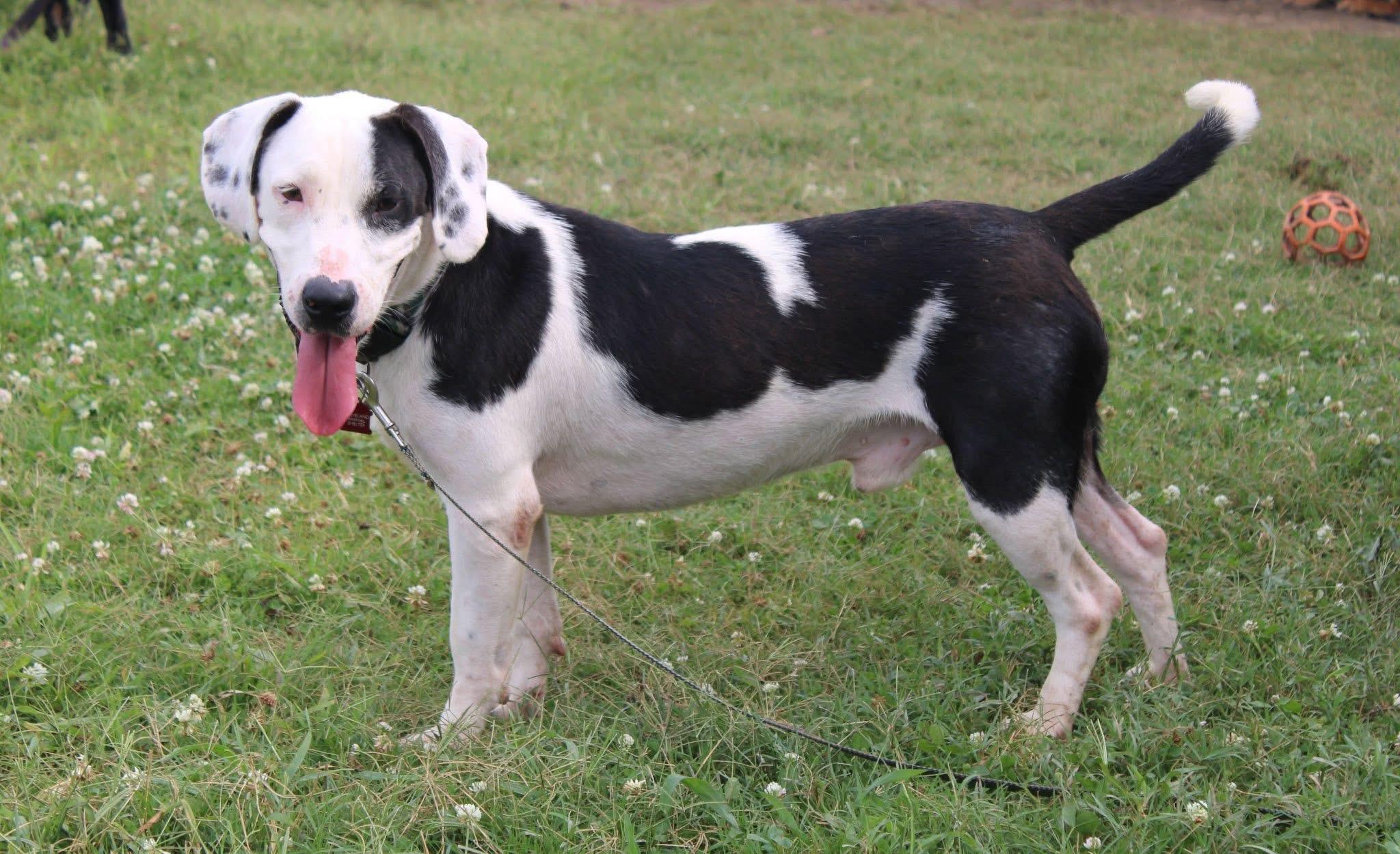 Foster Me! BRUISER