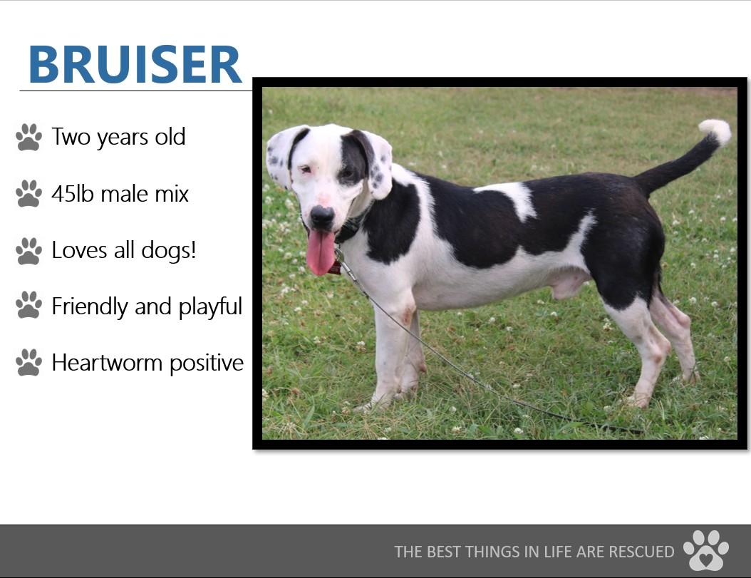 Foster Me! BRUISER