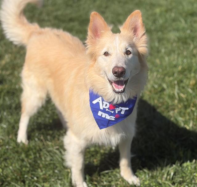 Enlarge COOPER, a Adoptable mixed breed in Fairfield, CA image 1/1