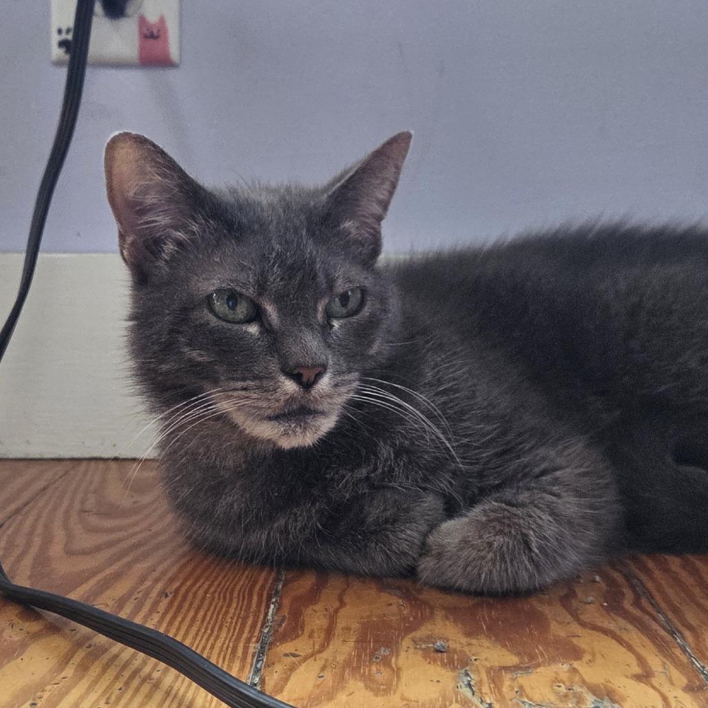 Voodoo -Fee Waived, Adopted, Senior Female Domestic Short Hair.