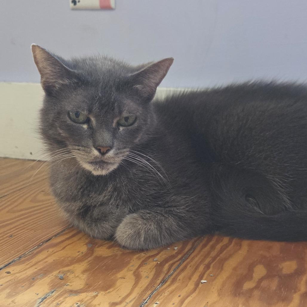 Enlarge Voodoo -Fee Waived, a Adopted Domestic Short Hair in Brimfield, MA image 2/2