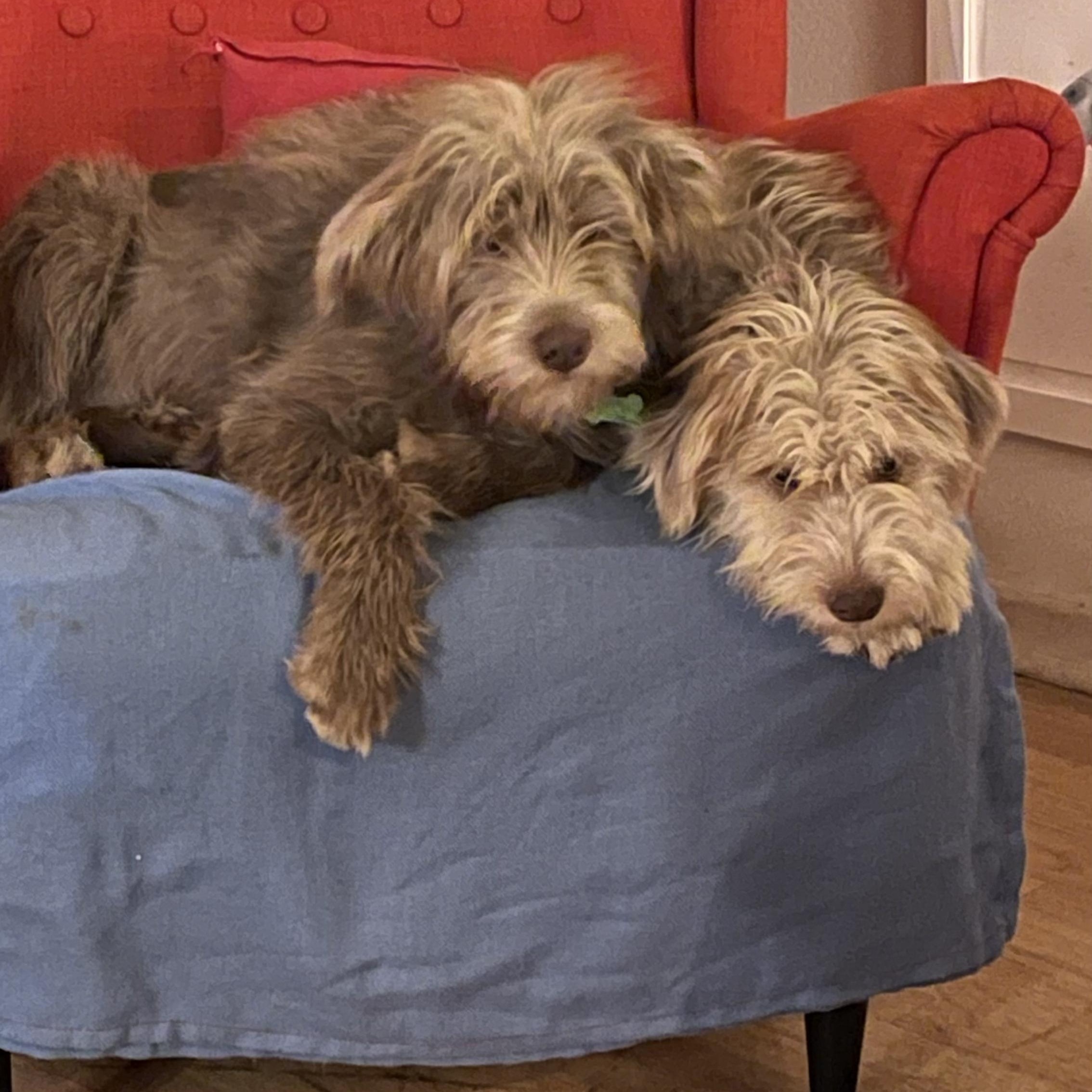 Fabiola &Gilmore, a ADOPTABLE mixed breed in Los Angeles, CA image 1/5