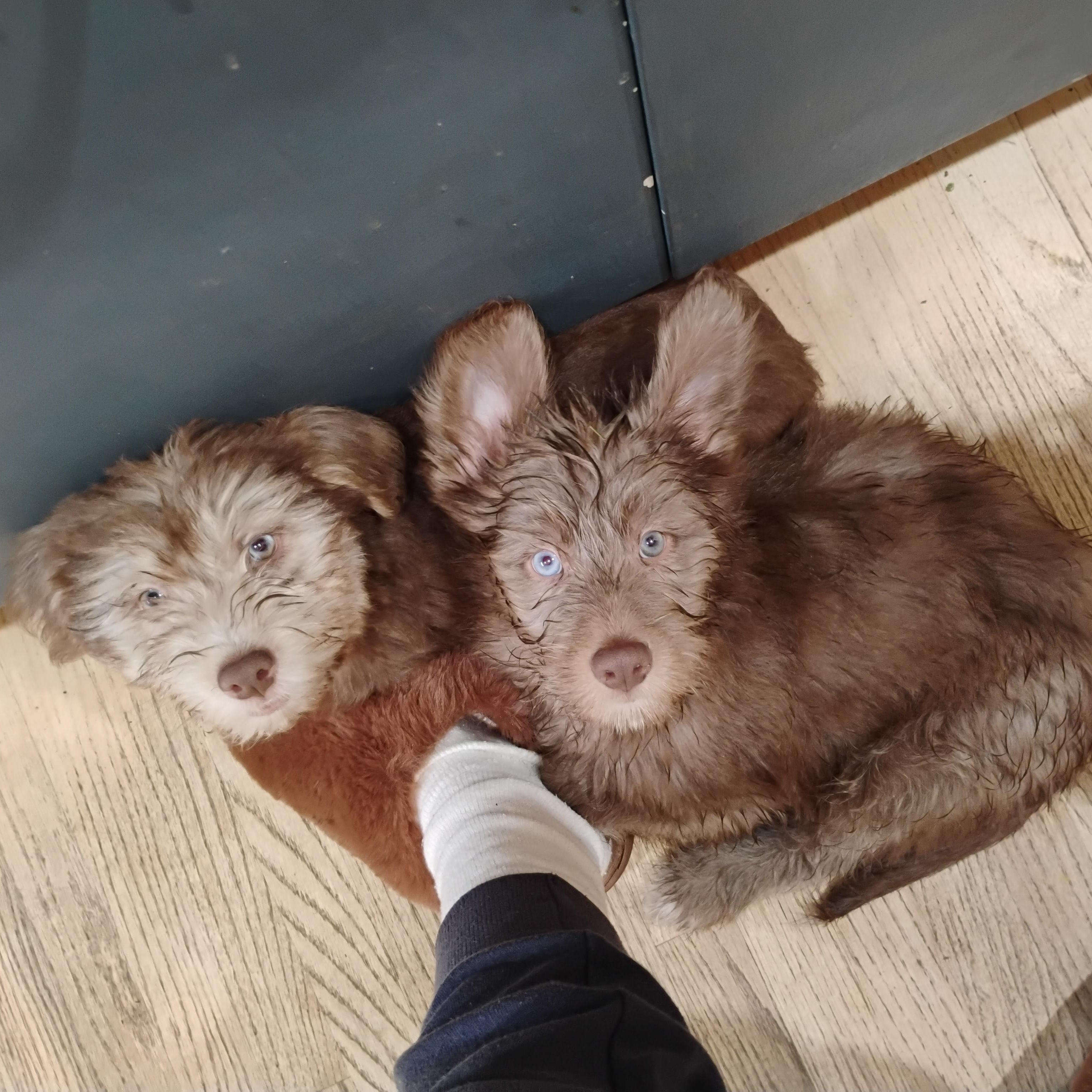 Enlarge Fabiola &Gilmore, a ADOPTABLE mixed breed in Los Angeles, CA image 4/4