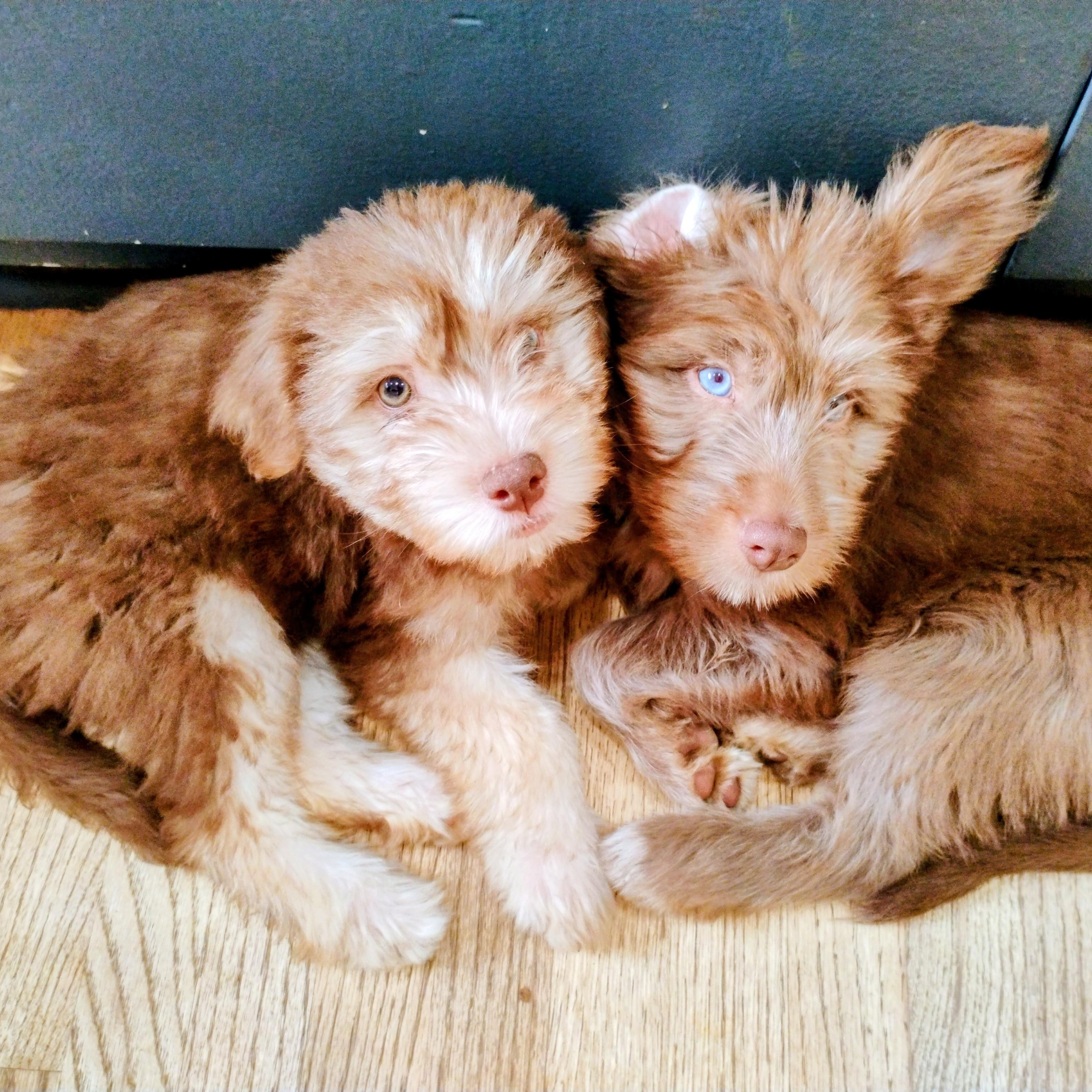 Enlarge Fabiola &Gilmore, a ADOPTABLE mixed breed in Los Angeles, CA image 2/4