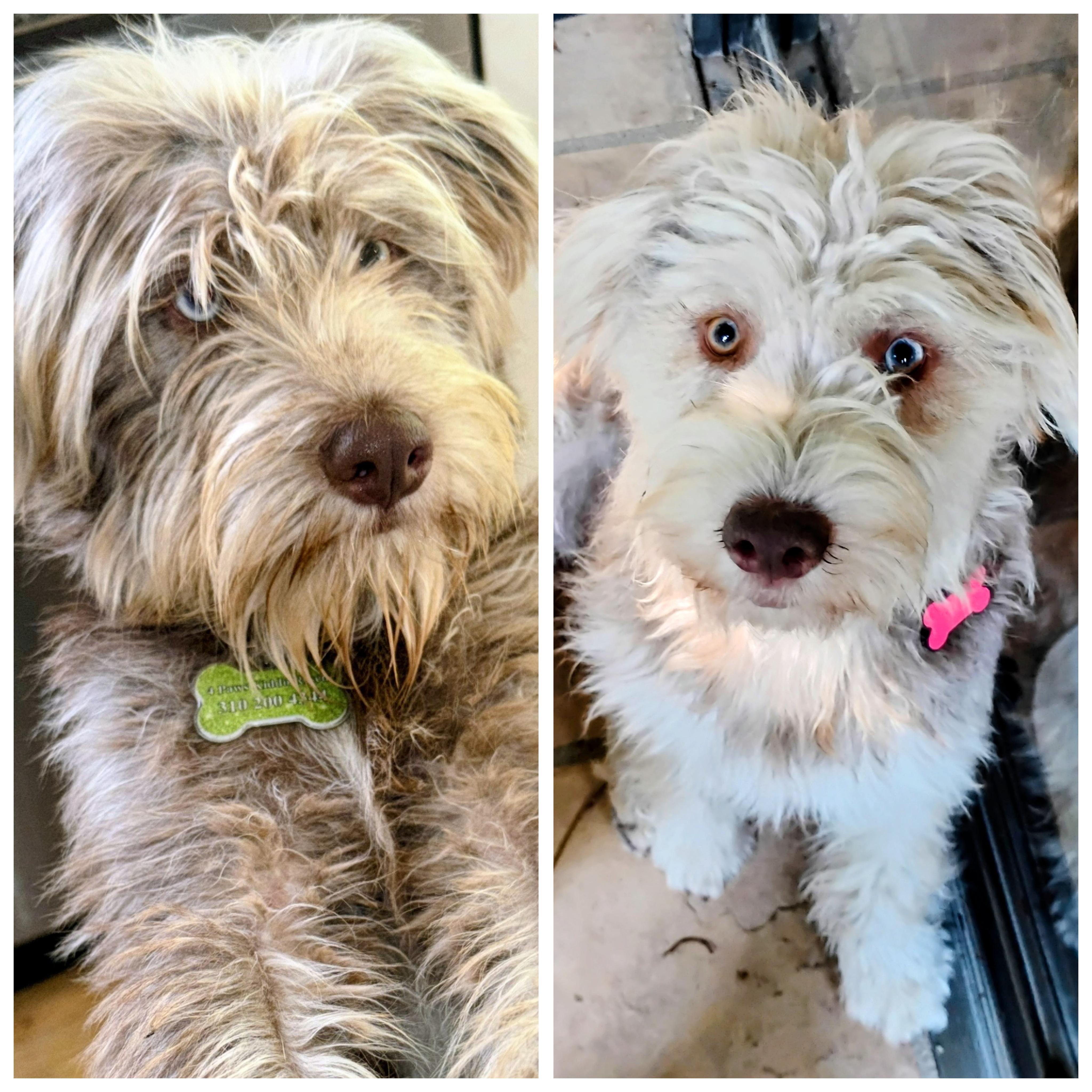 Fabiola & Gilmore, ADOPTABLE, Puppy Female Australian Shepherd & Schnauzer.