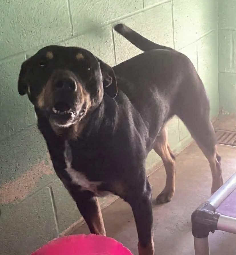 Enlarge Linus, a Adoptable Mixed Breed in Beebe, AR image 1/1