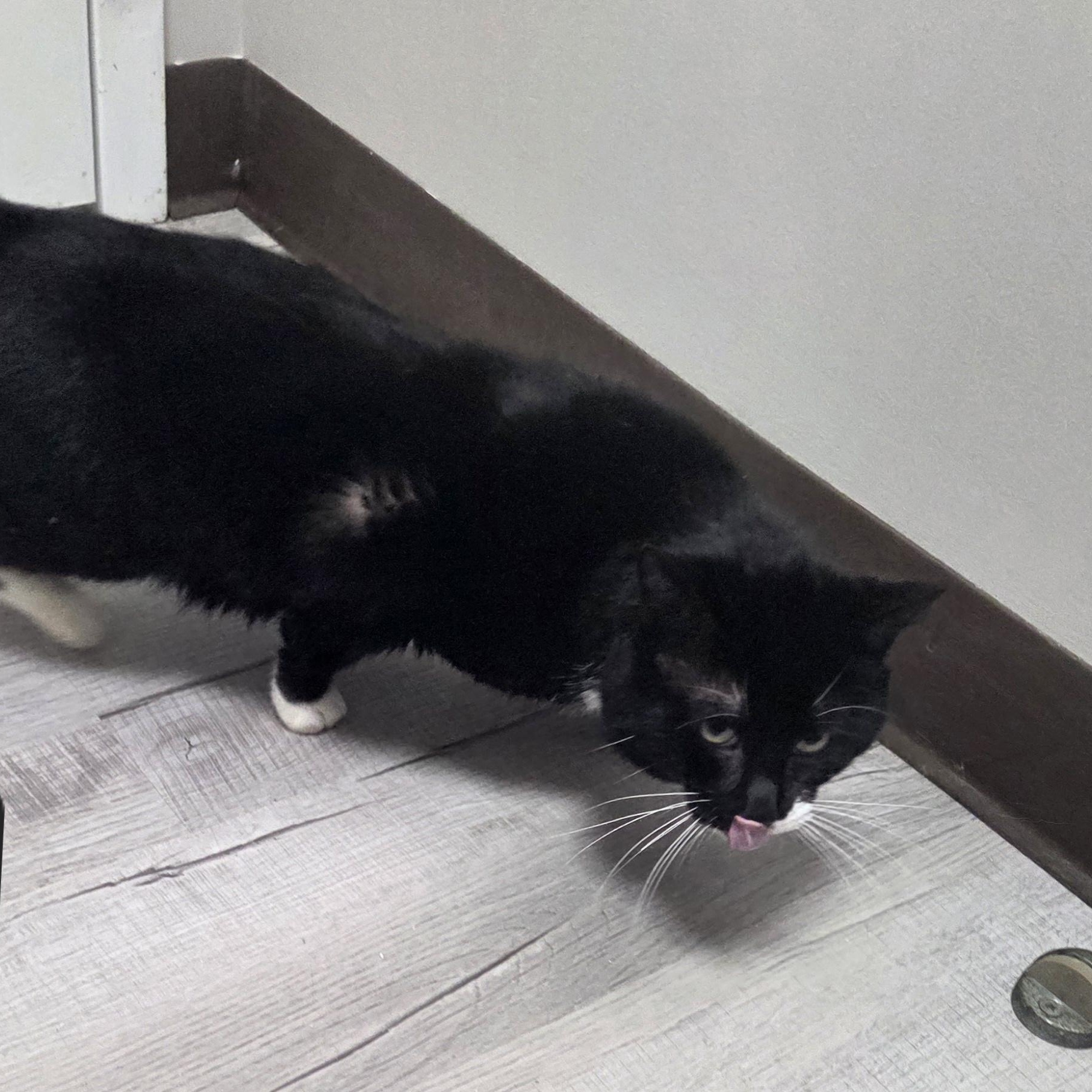 Enlarge Zorro, a ADOPTABLE Domestic Short Hair in SNOW HILL, NC image 2/2
