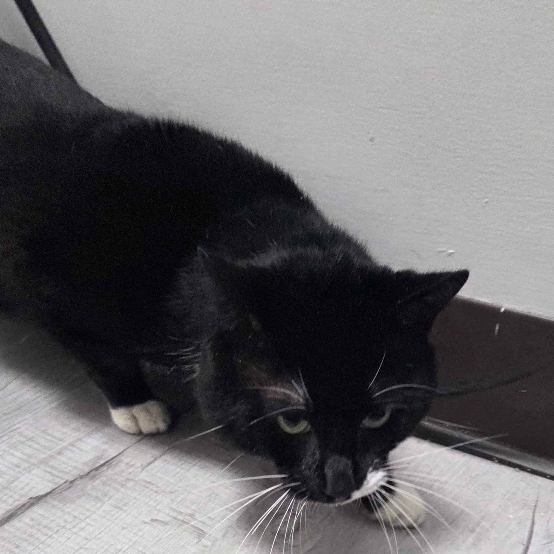 Zorro, ADOPTABLE, Adult Male Domestic Short Hair.