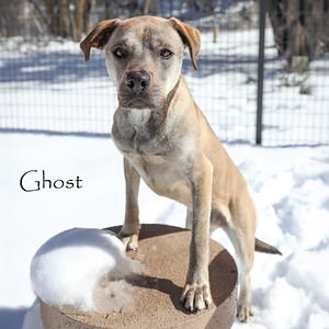 Ghost, Adoptable, Adult Male Shepherd & Mixed Breed.