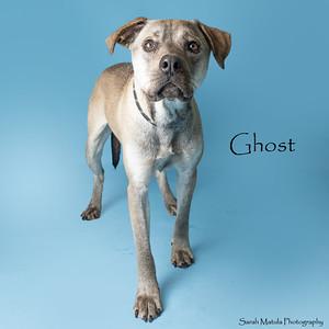 Enlarge Ghost, a Adoptable mixed breed in Ruidoso, NM image 3/3
